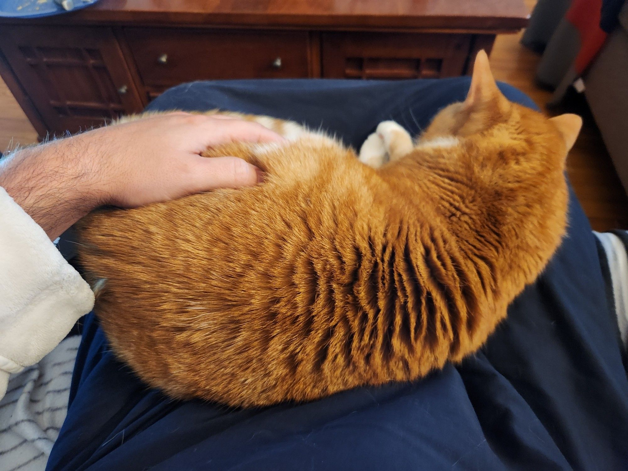 Backside of a chubby orange cat who left a puddle by the front door.