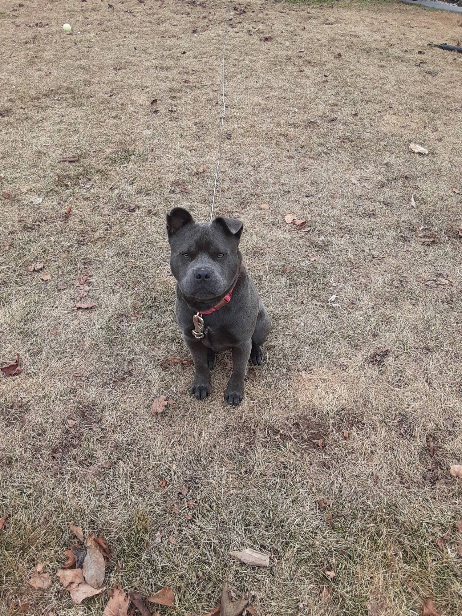 picture of someone's black pit bull mix with a red collar