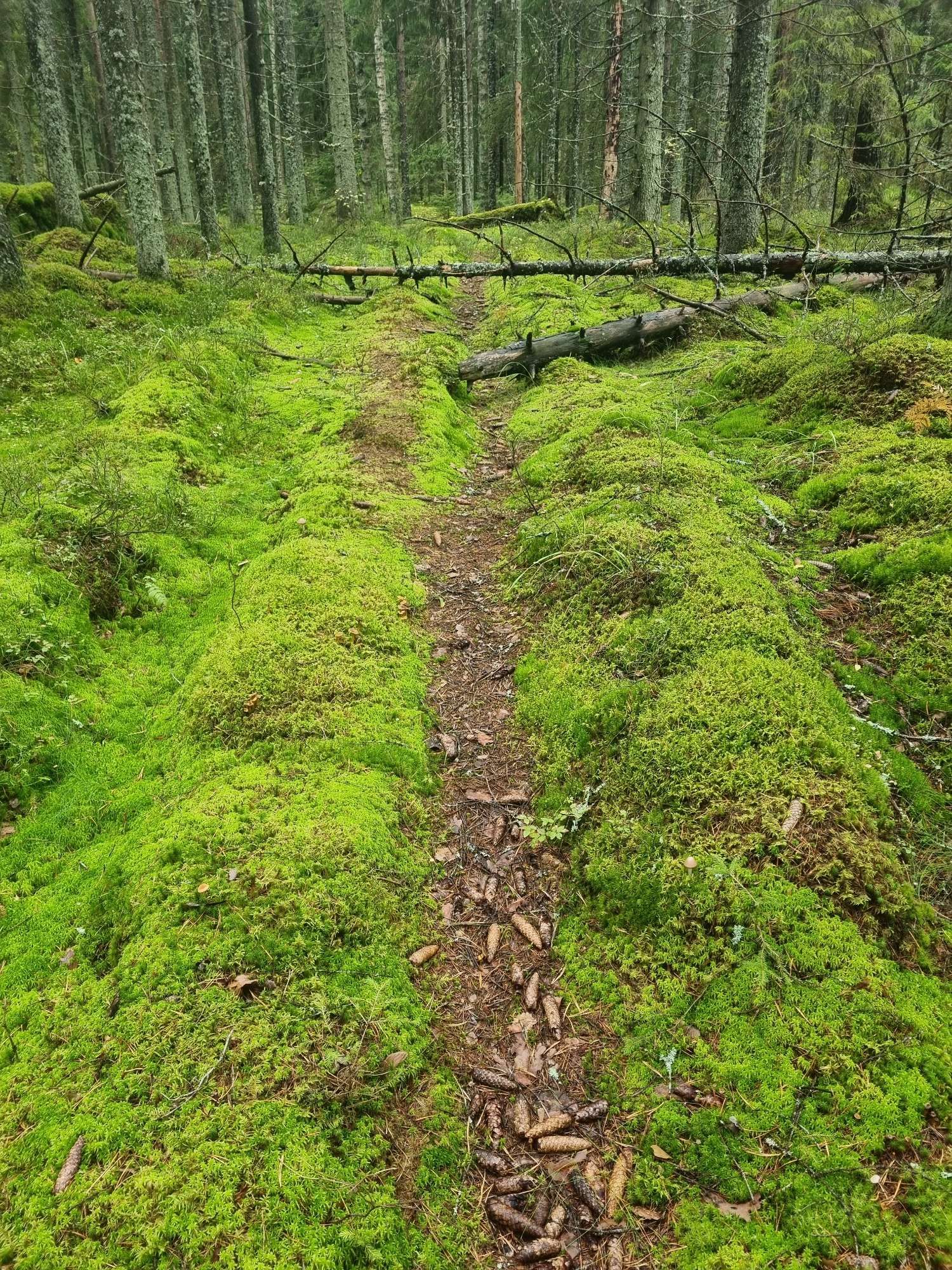 Neulaspolkua sammalen keskellä