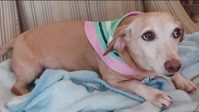 daschund bam bam 