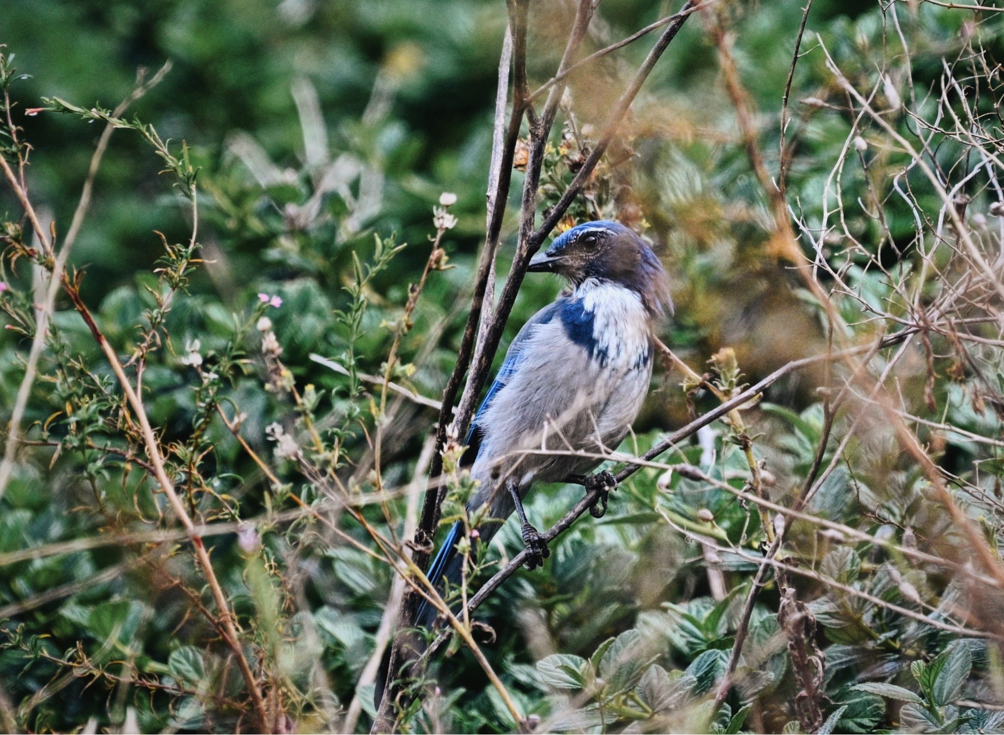 A scrub jay looking with an eye towards the camera in some brambles