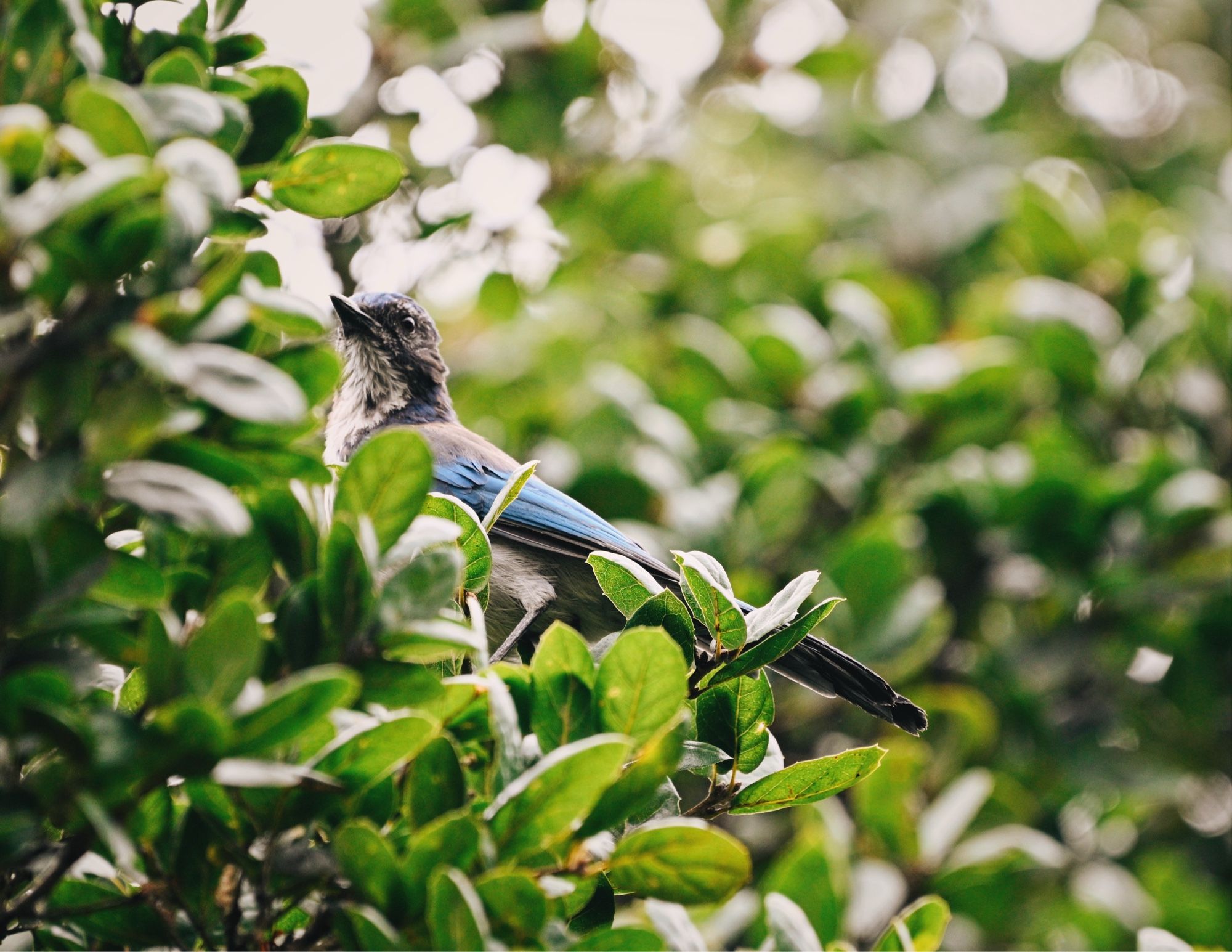 Scrub jay in a tree looking up majestically