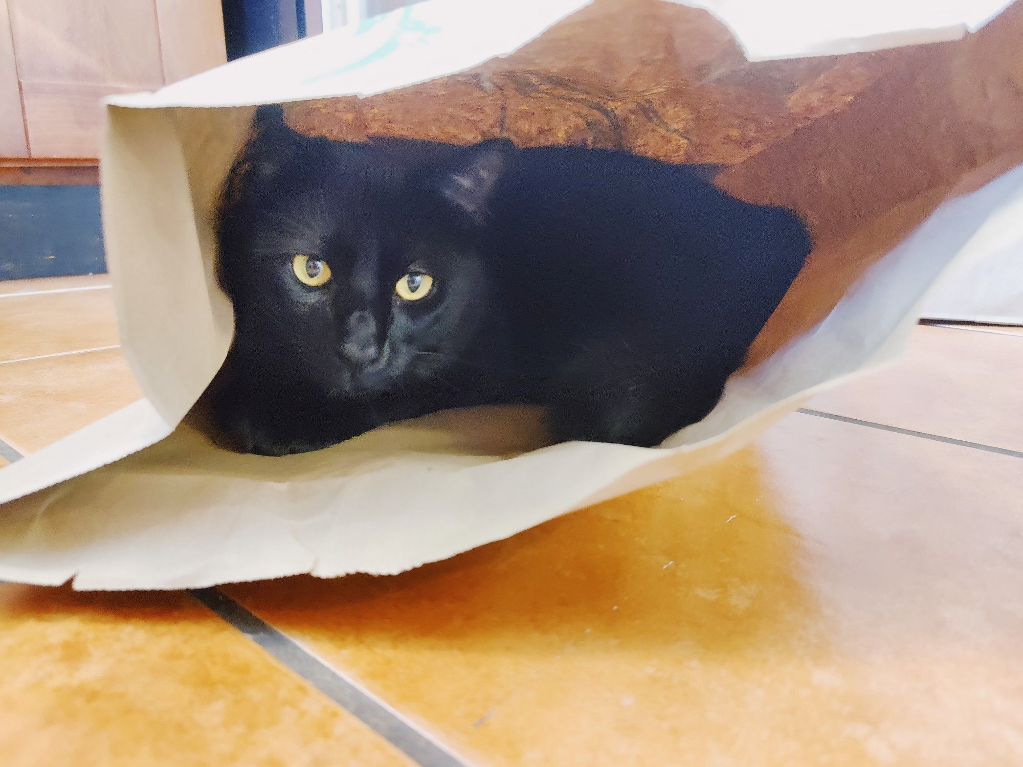 Basil the cat nestled inside a grocery bag looking out of it 