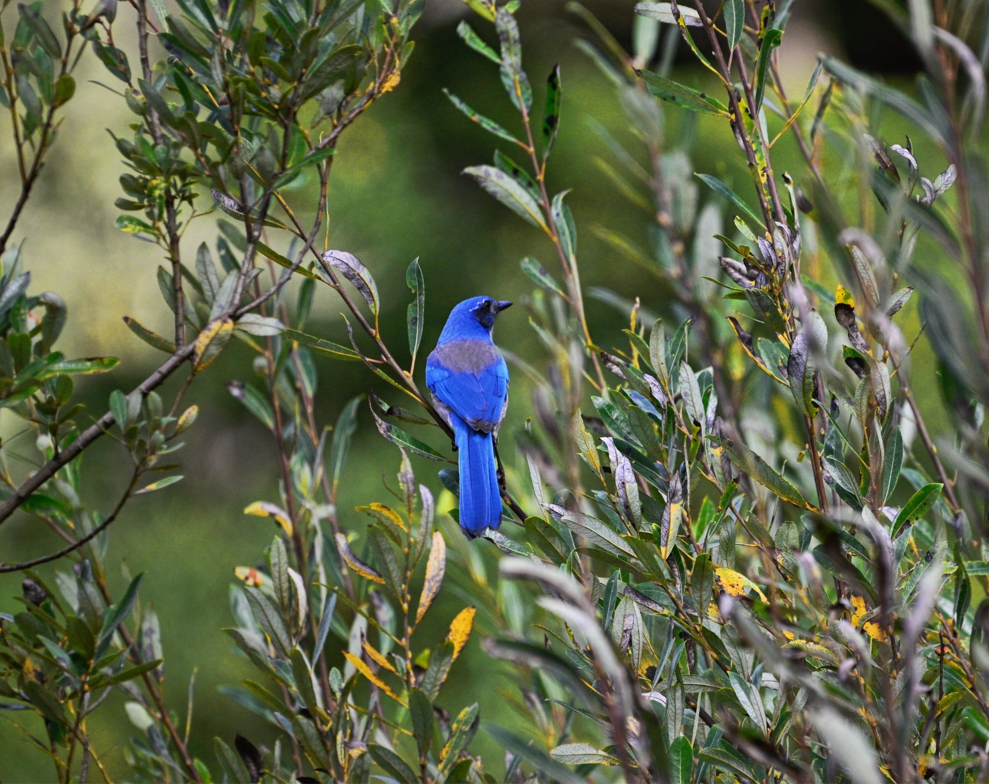 A blue scrub jay against a background of branches with leaves