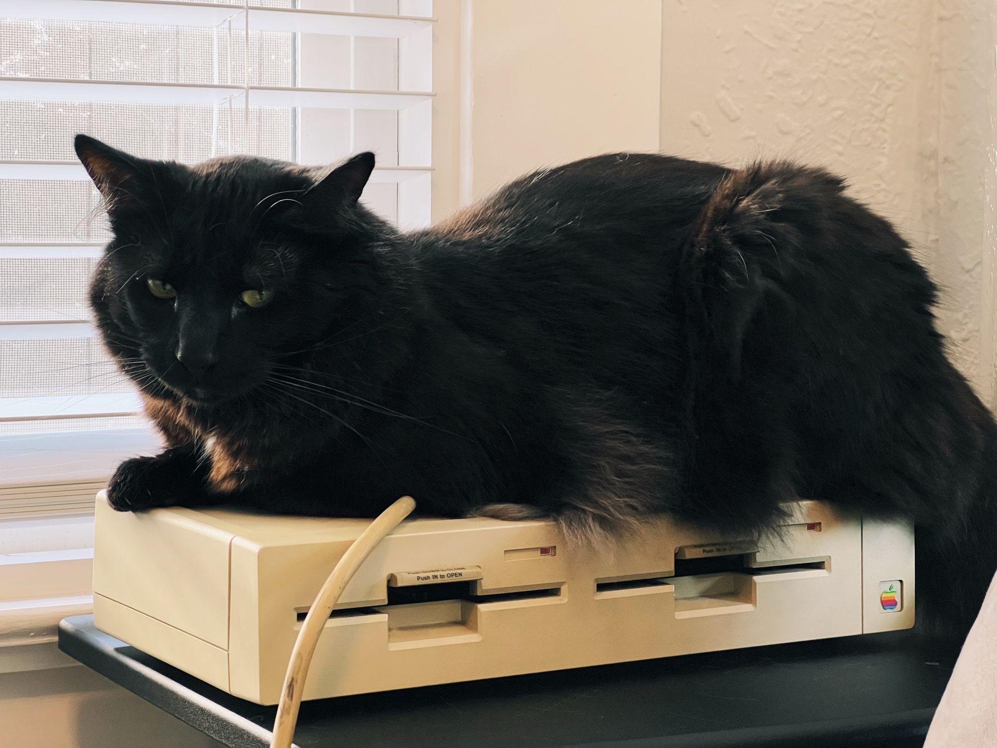 Basil lying on top of an Apple II duo disk drive, with two 5 1/4” floppies