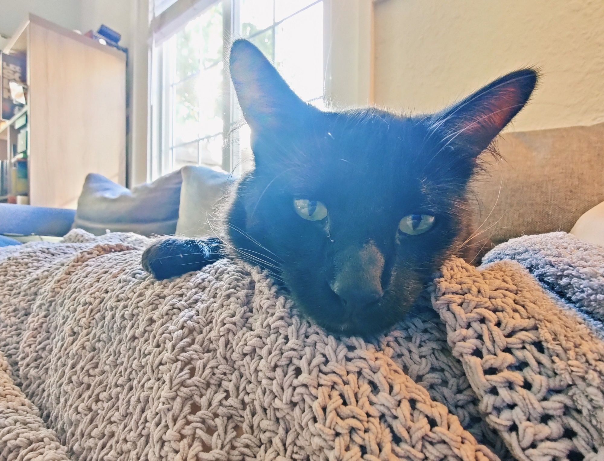 Basil the cat with his ears up and paw out, lying on a knit blanket, with the morning sun coming through a window behind him 