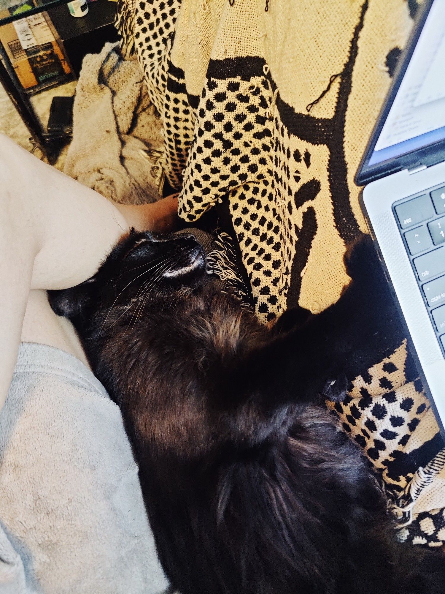 Basil the cat nestled between two legs, a laptop is propped on one of the laps and Basil has his paw on it