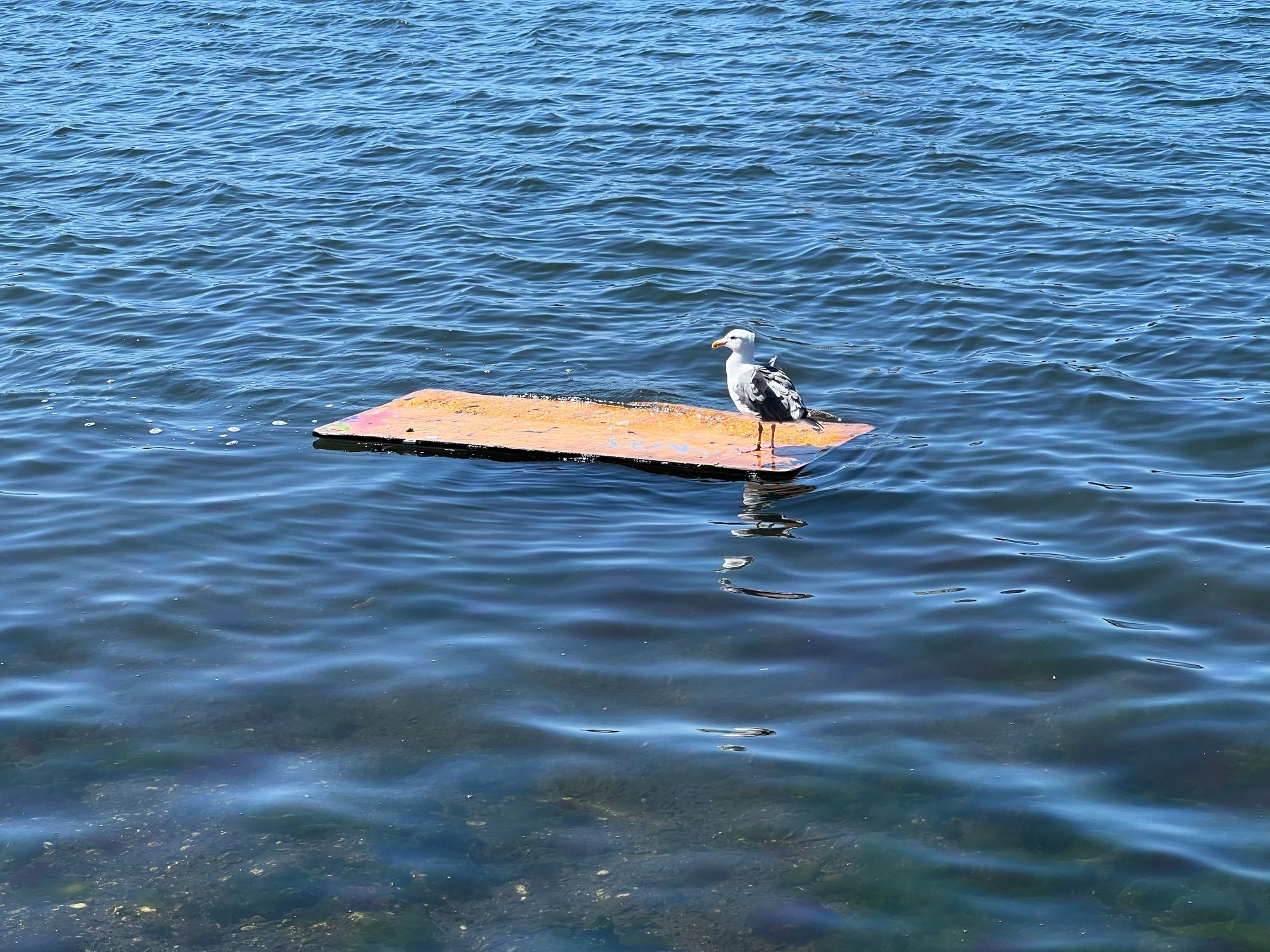 A seagull floating on a large slab of wood