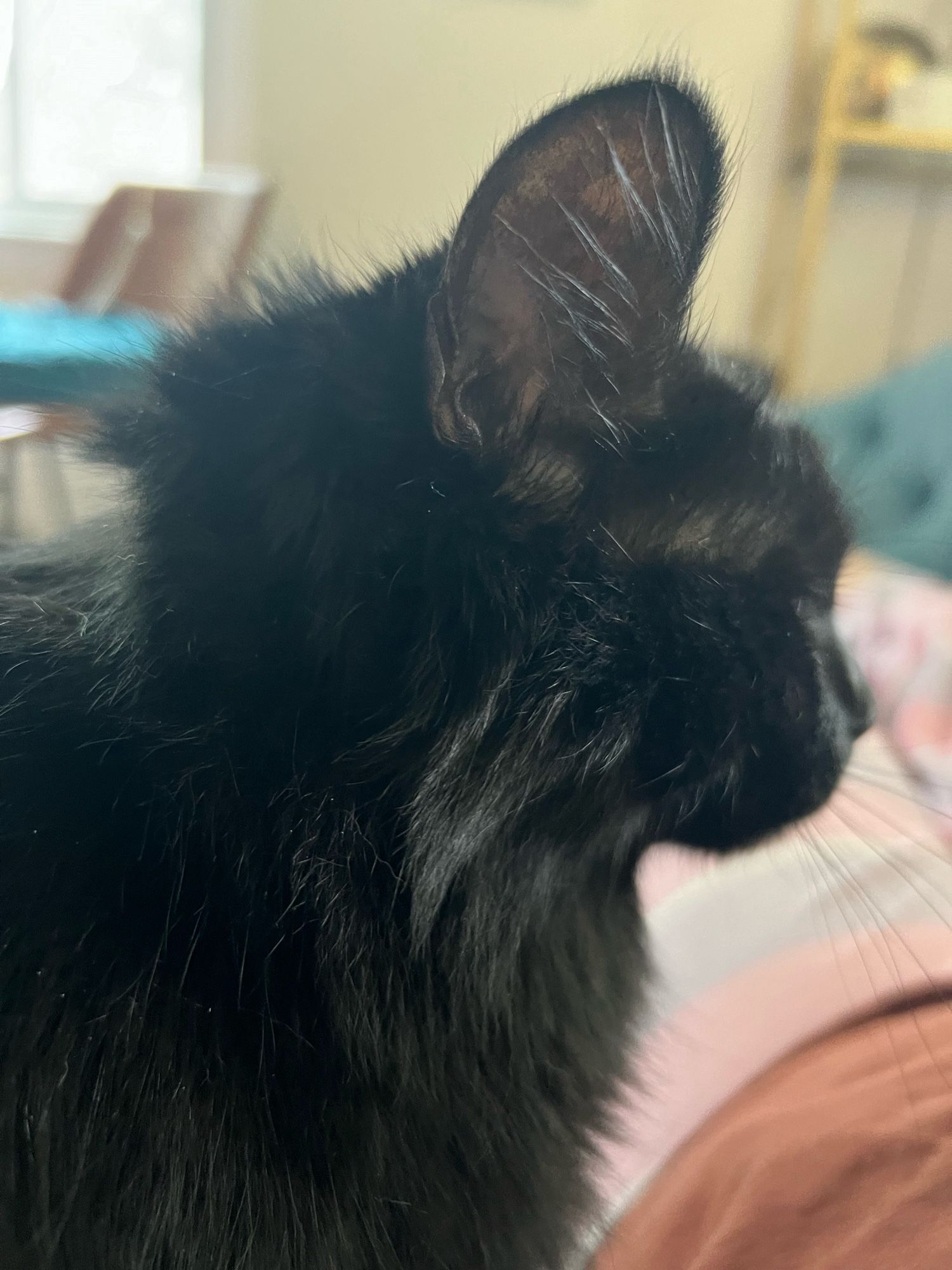 Side profile of a tiny black cat. Her eyes are mostly closed, her ears are big, and the fur on her head is mussed up from sleep