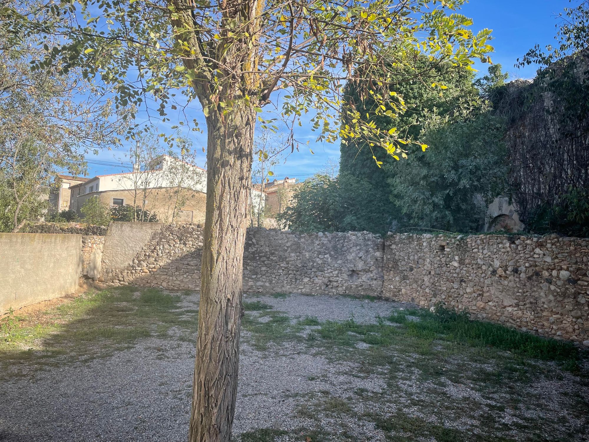 A tree in front of a ruined medieval Spanish Castle grown over with ivy on a sunny afternoon. 