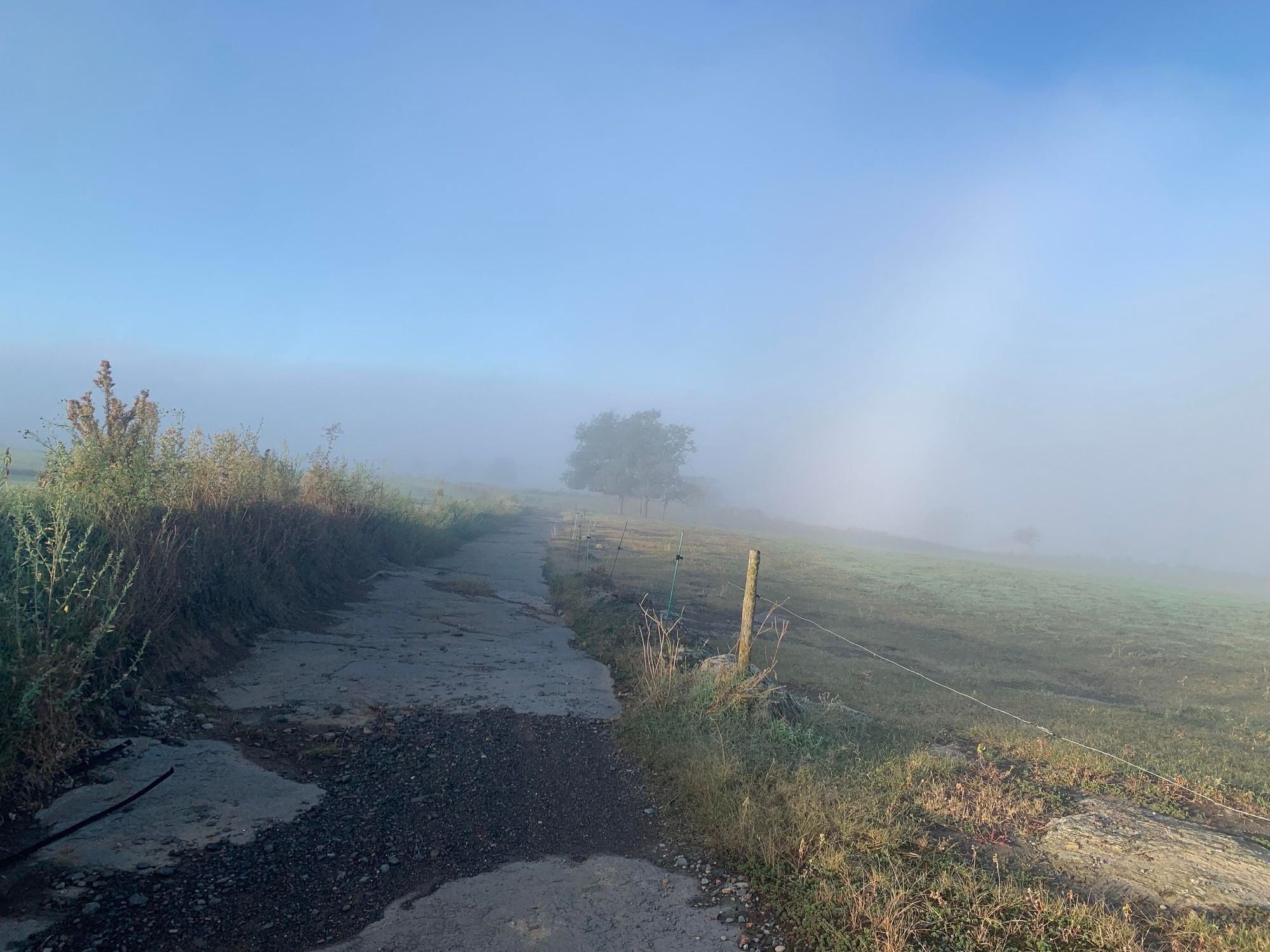 A winding path leads through a foggy landscape, with patches of grass and shrubs on either side. A few trees are partially visible in the distance, shrouded in mist and soft morning light.