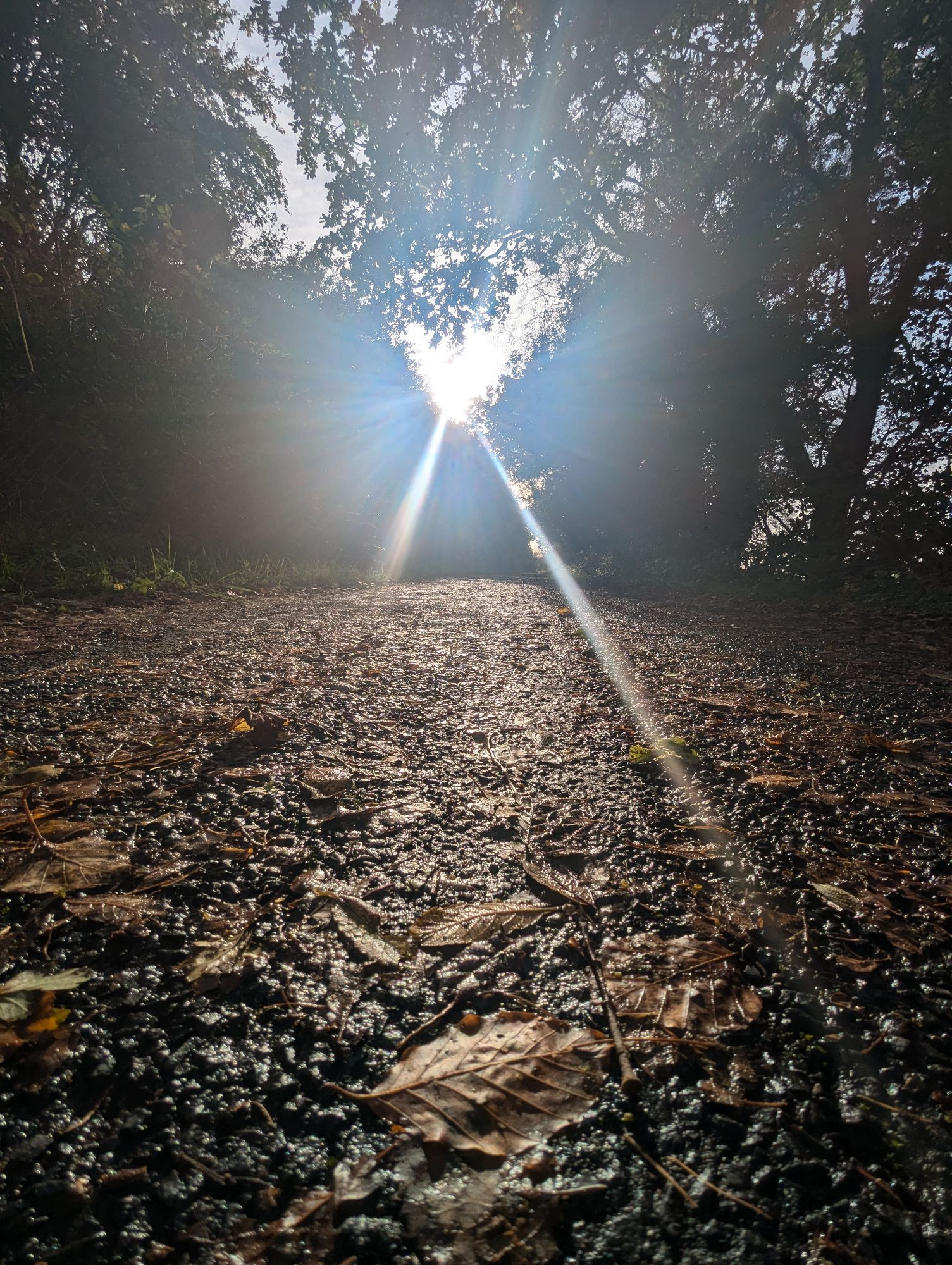 The Granite Way, Dartmoor, in the evening sun. Leaves dot the ground, with golden sun shining of them 