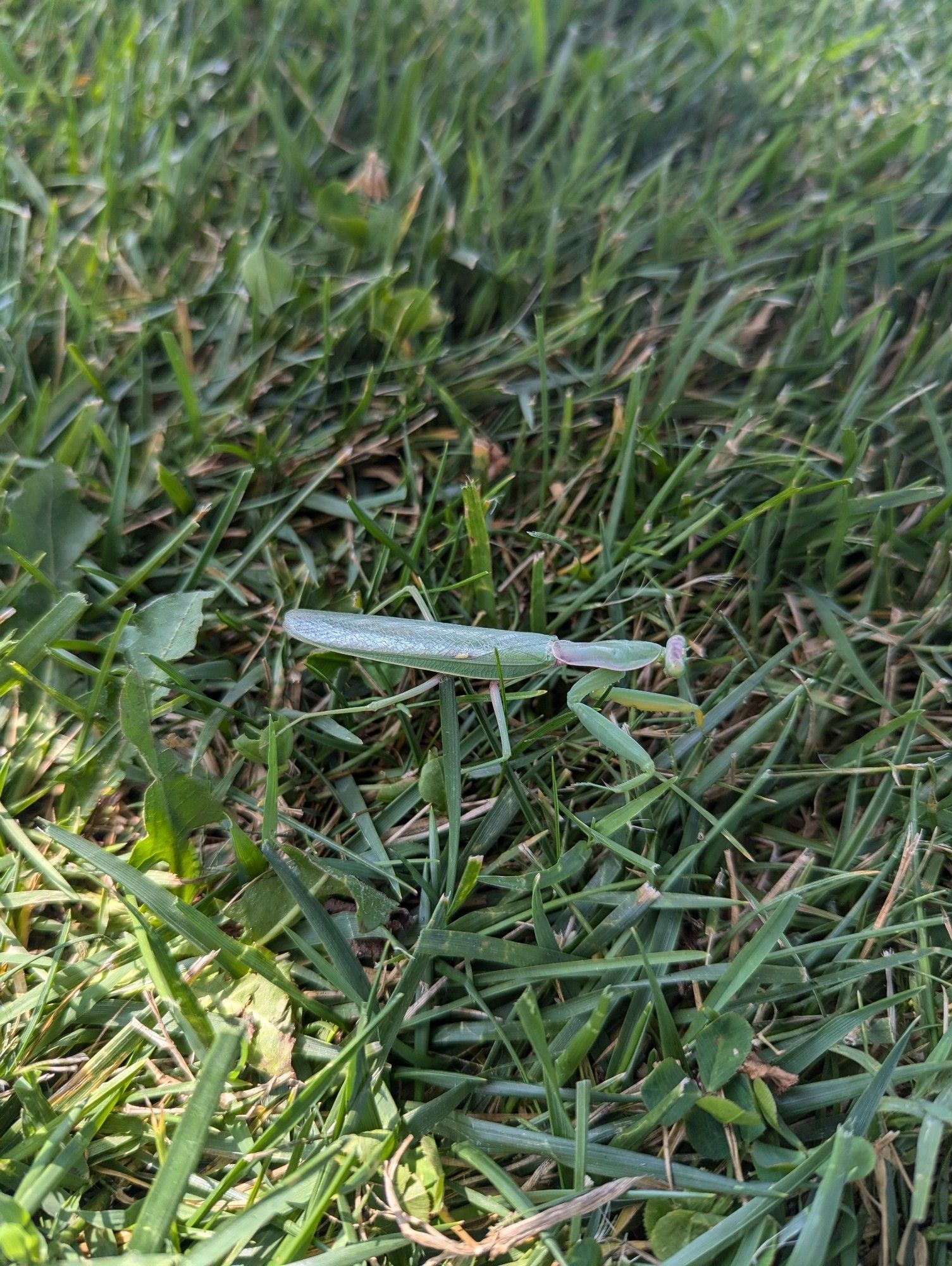 Praying Mantis in the grass