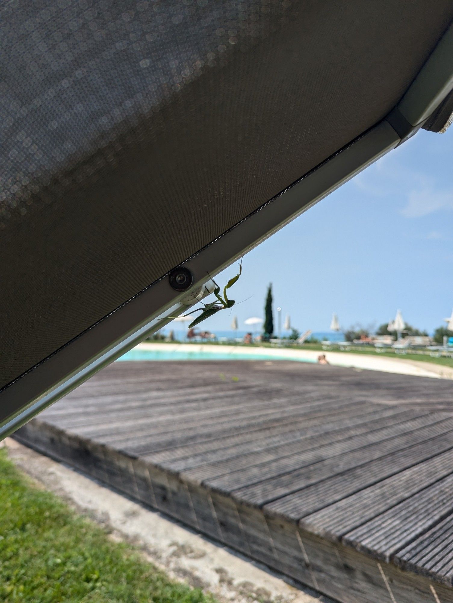 Praying mantis climbing the back of the sunbed