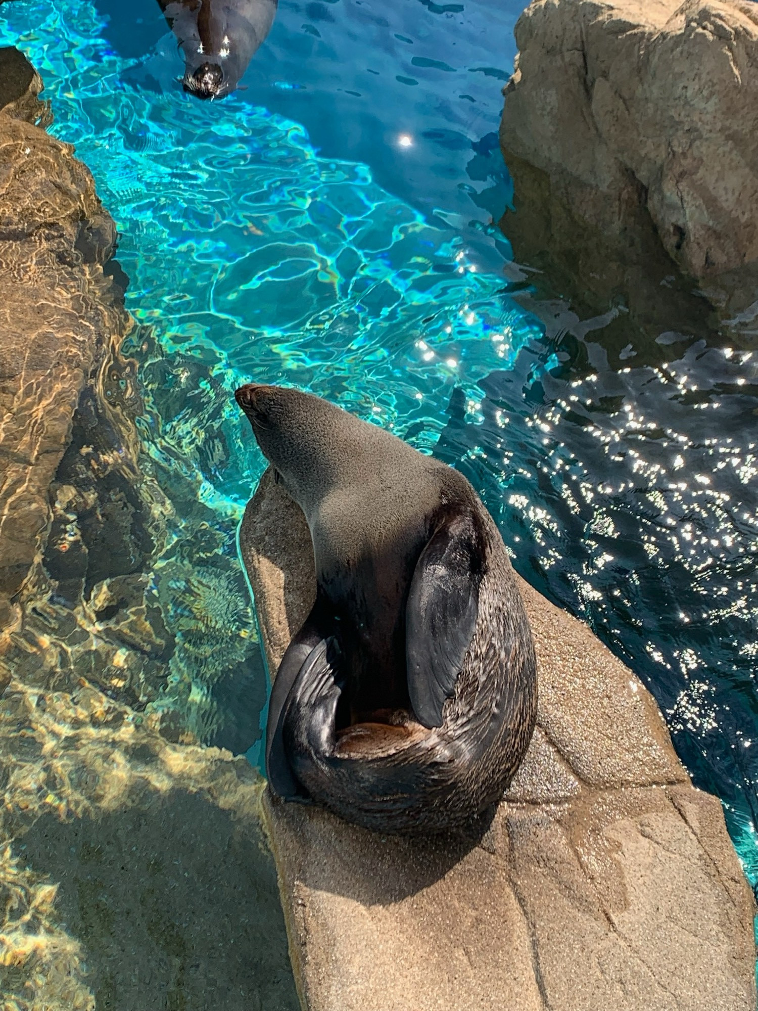 Fur seal nappy with its belly up, holding its tail on top of a rock surrounded by water 