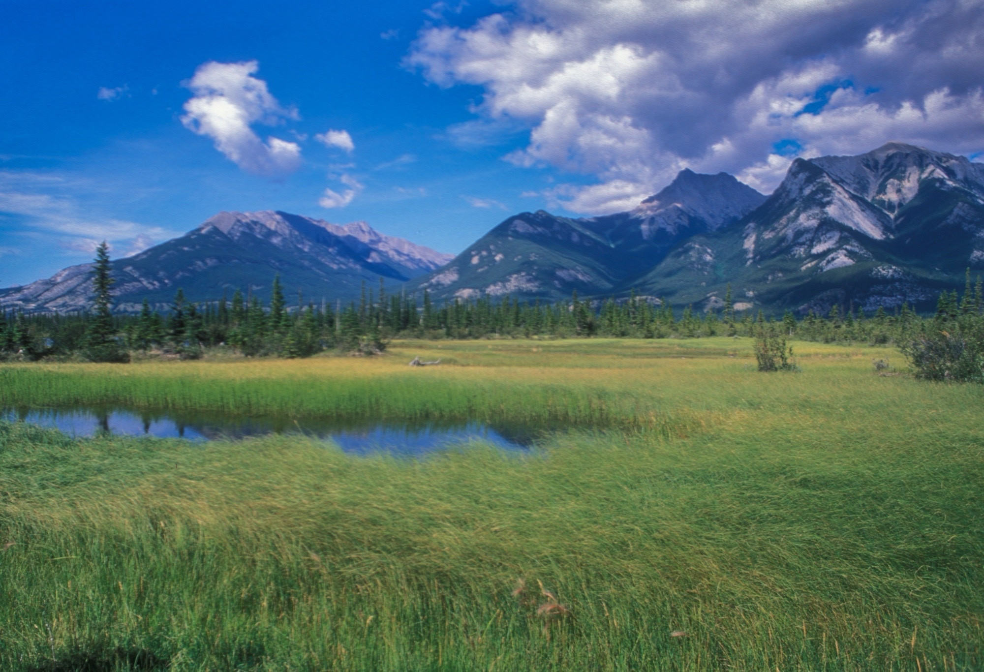 Die kanadischen Rocky Mountains. Davor eine weidelandschaft und ein kleiner see