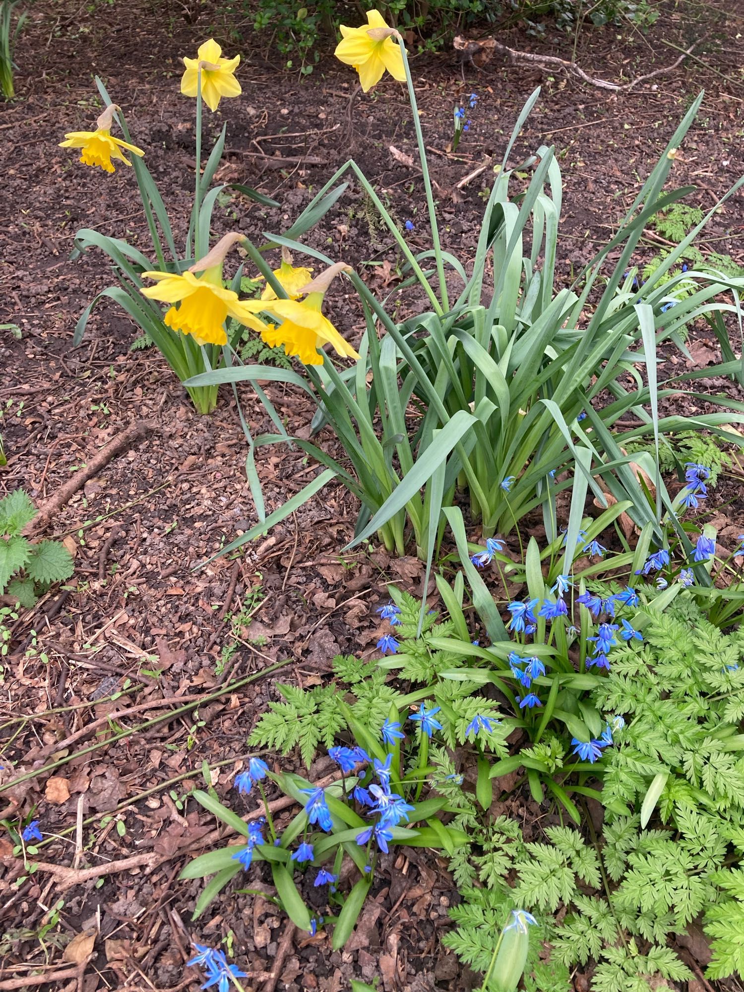 Geel en blauwe bloemen in het Vroesenpark.