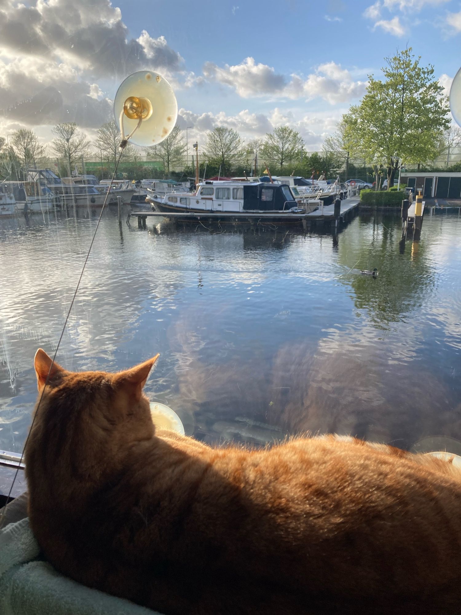 Didos op zijn raambedje kijkt naar een eend in het kanaal. De zon schijnt op hem.