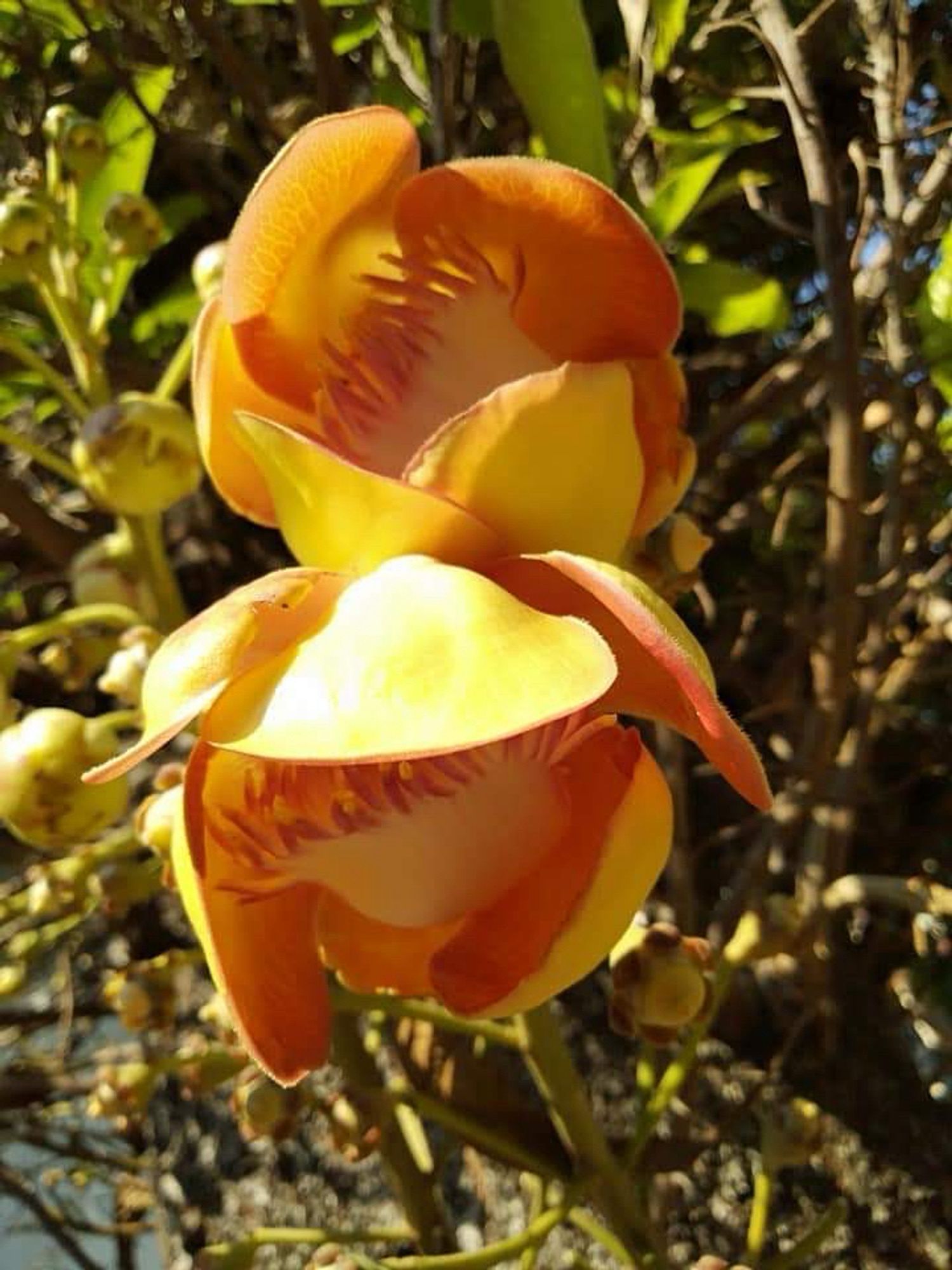 Geel oranje bloemen.