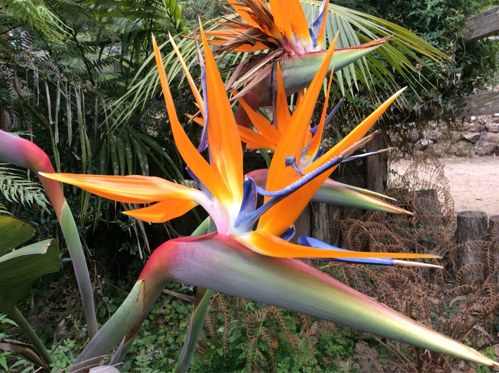 Exotische plant met regenboog kleuren