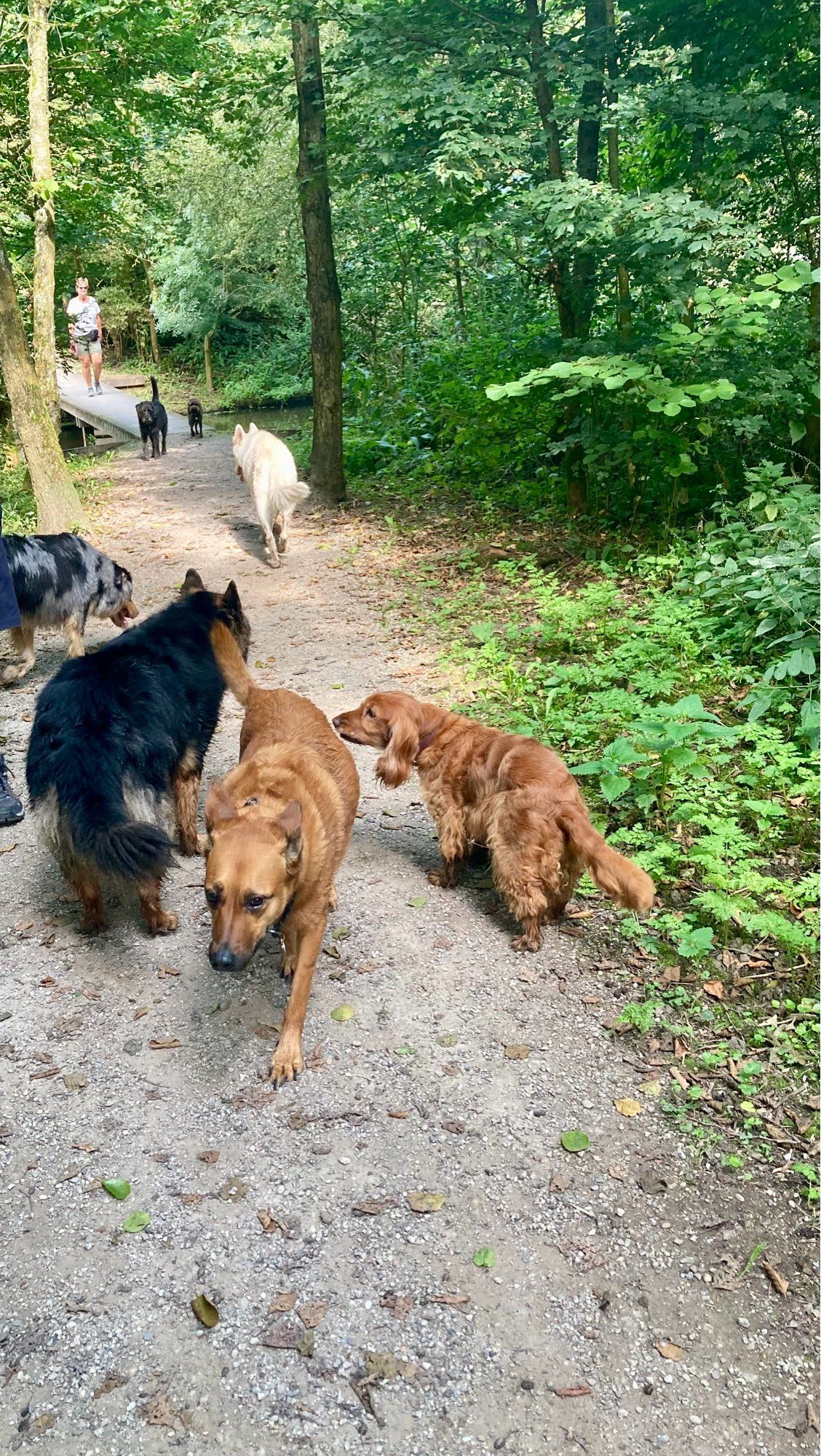 Uitlaat service honden.