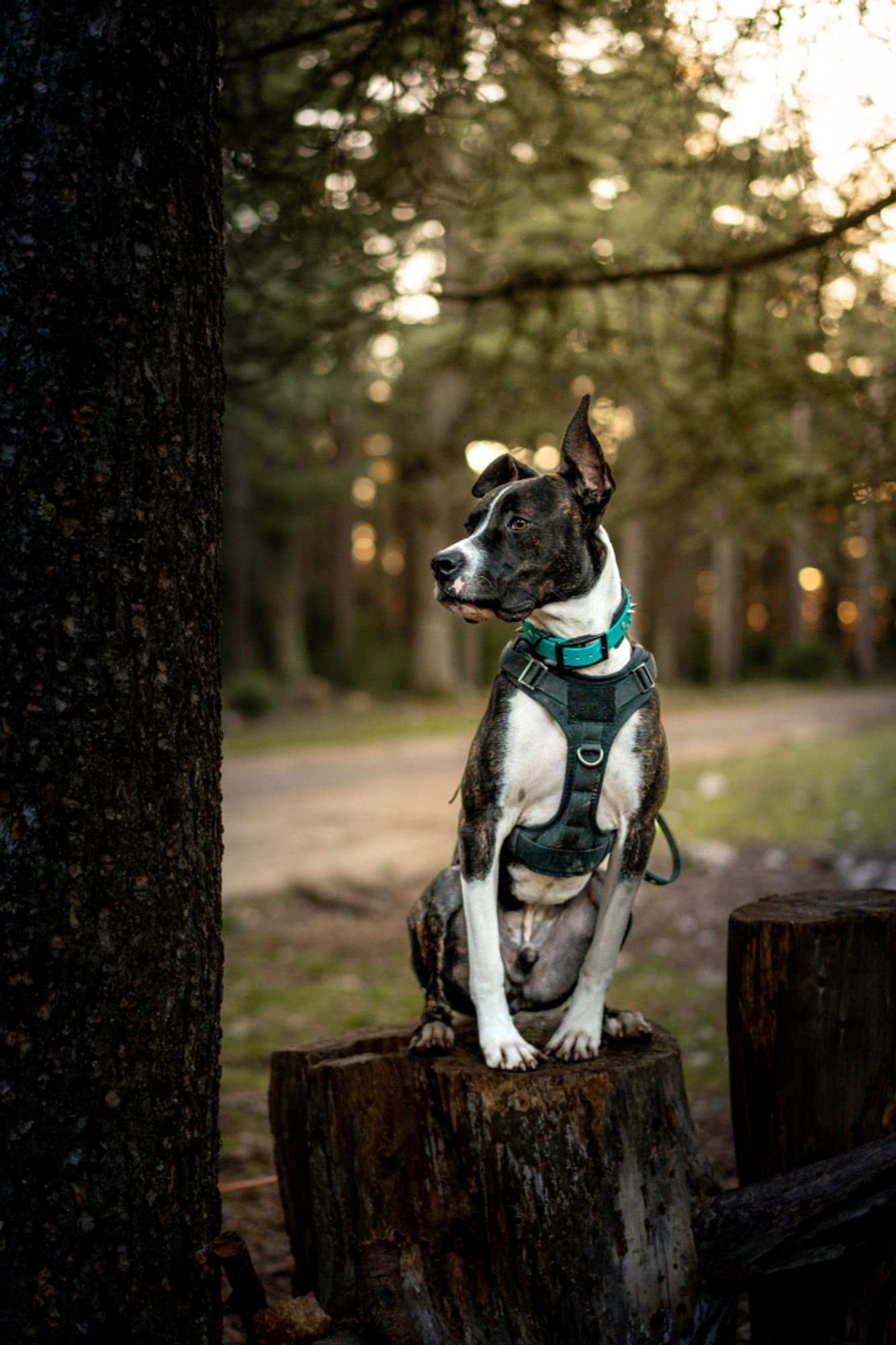 Photo of a dog with with a harness standing on a tree stump in the forest