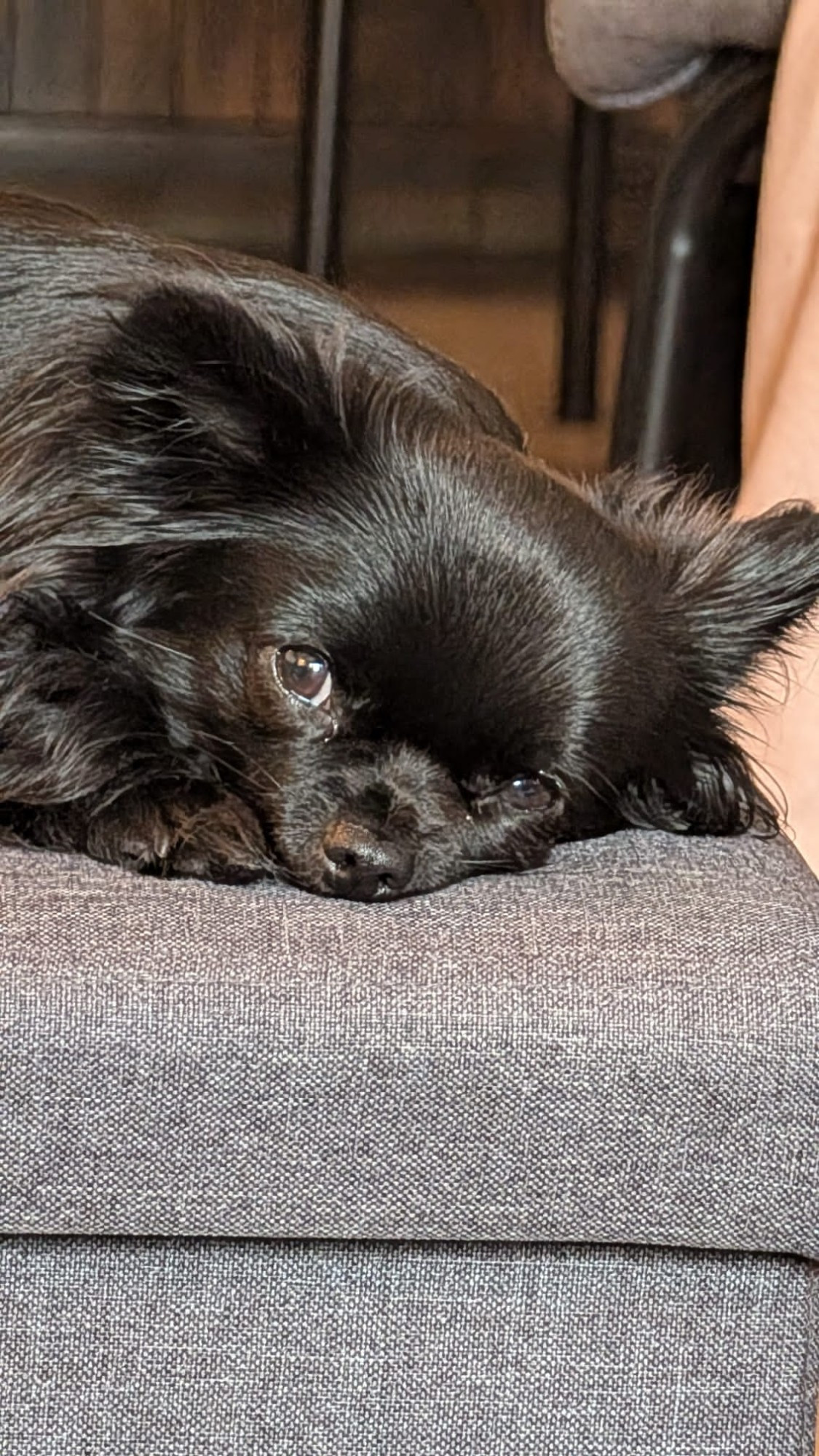 Cookie kleine schwarze Chihuahua Hündin liegend nur den Kopf fotografiert. Sie liegt auf einem grauen Hocker und schaut in die Kamera