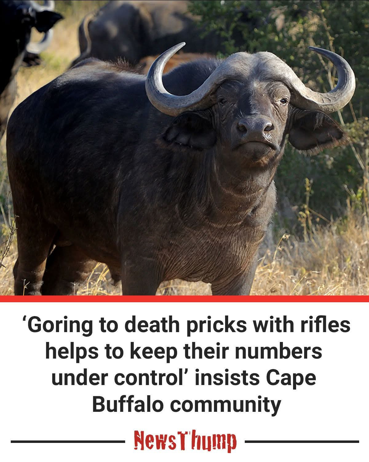 Goring to death prices with rifles helps to keep their numbers under control insists Cape Buffalo community 