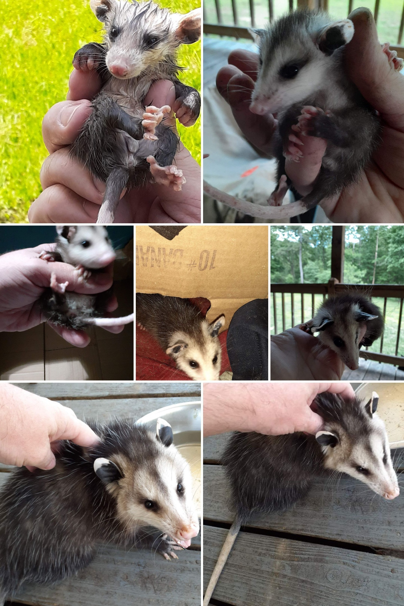 Possum pics of a baby I raised