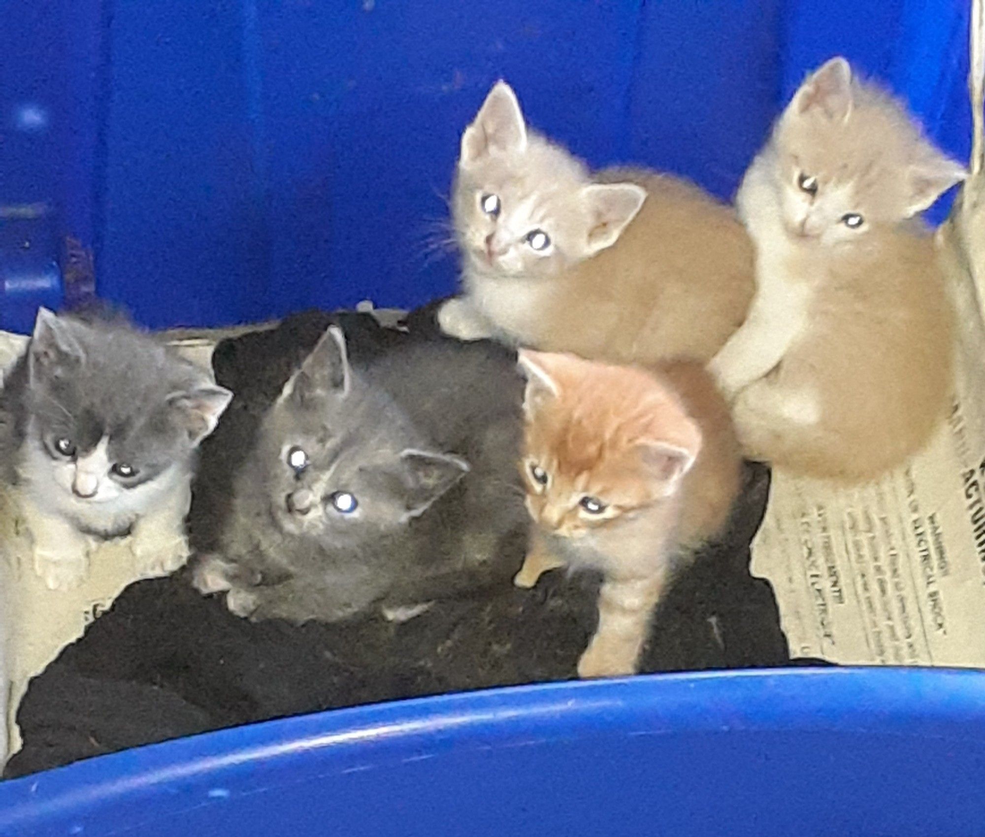 Box full of kittens