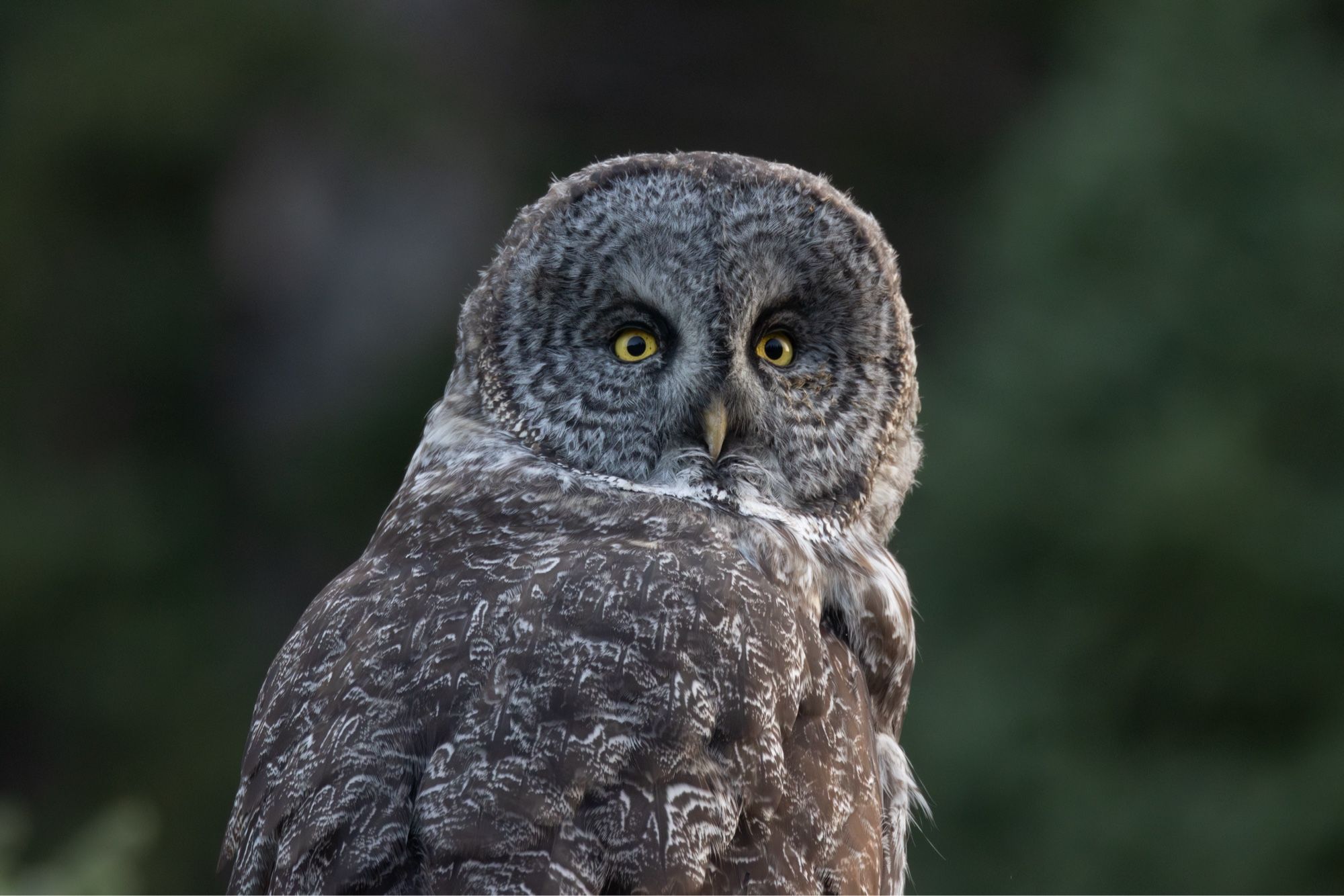 a close up of the same owl looking at the camera