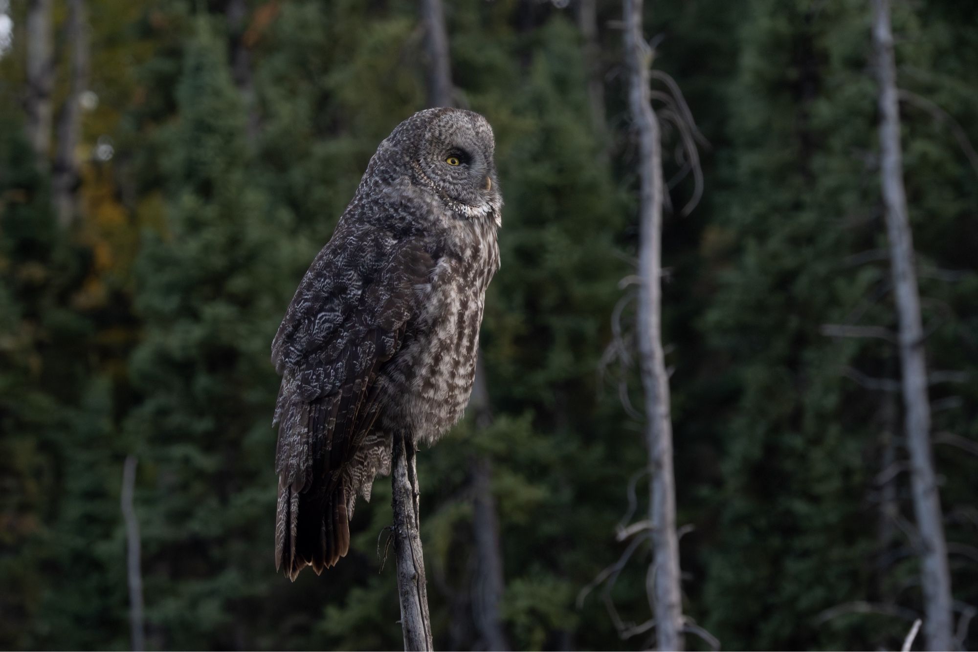 the same owl looking up