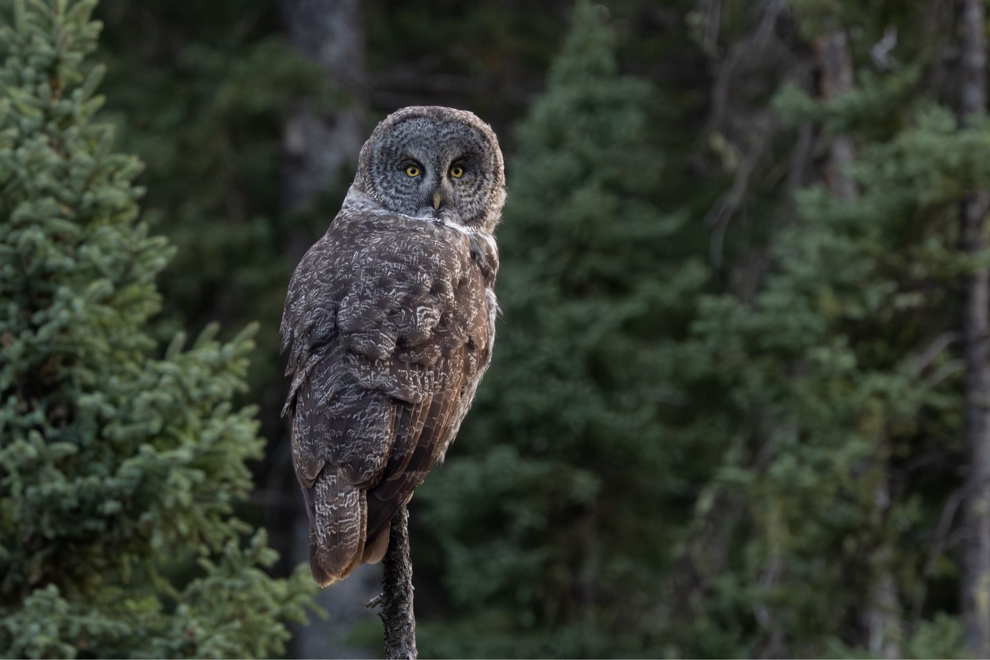 a large gray owl with piercing yellow eyes and a huge circular face perched on a thin dead tree trunk in a conifer forest staring at the camera over its right shoulder