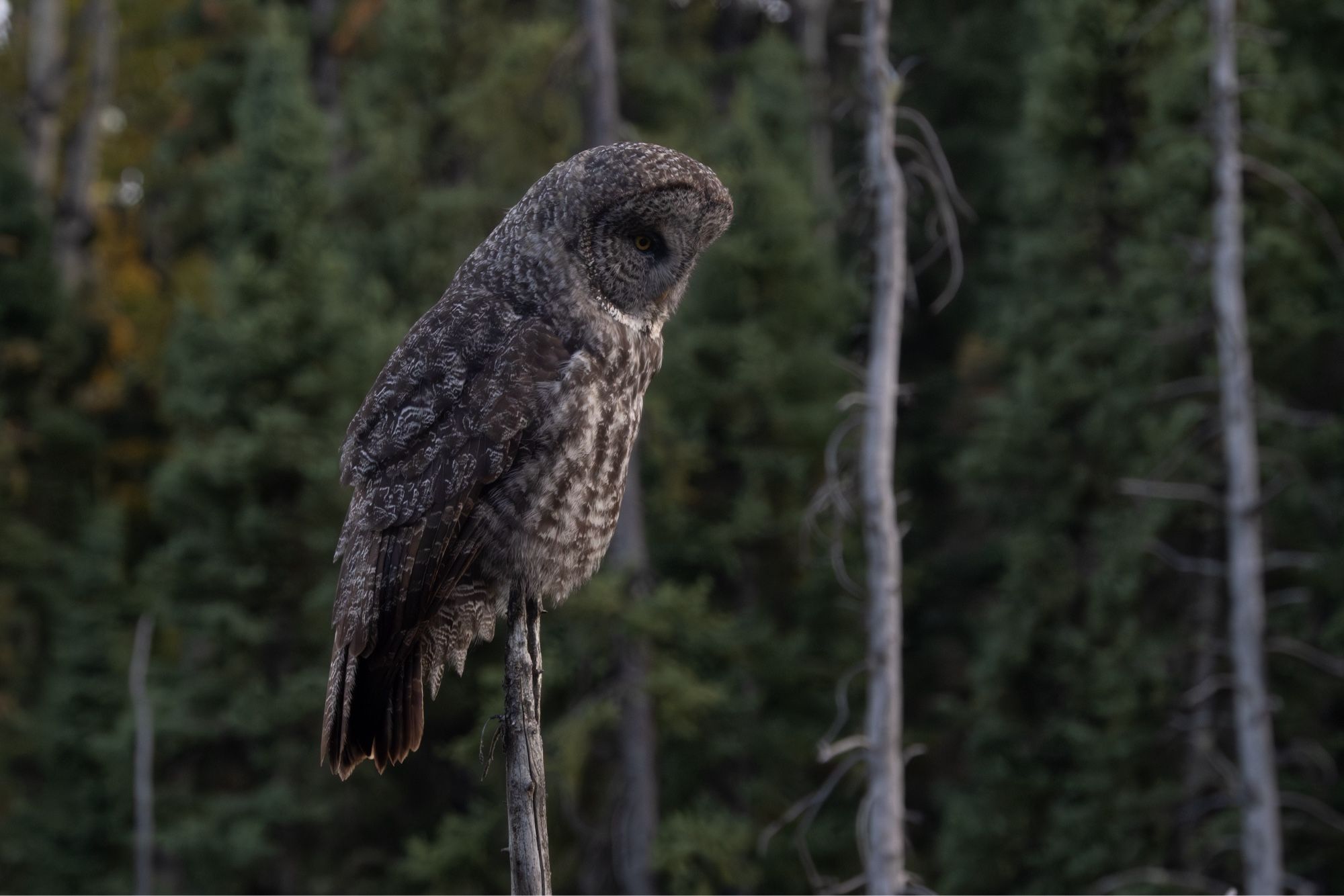 the same owl looking down