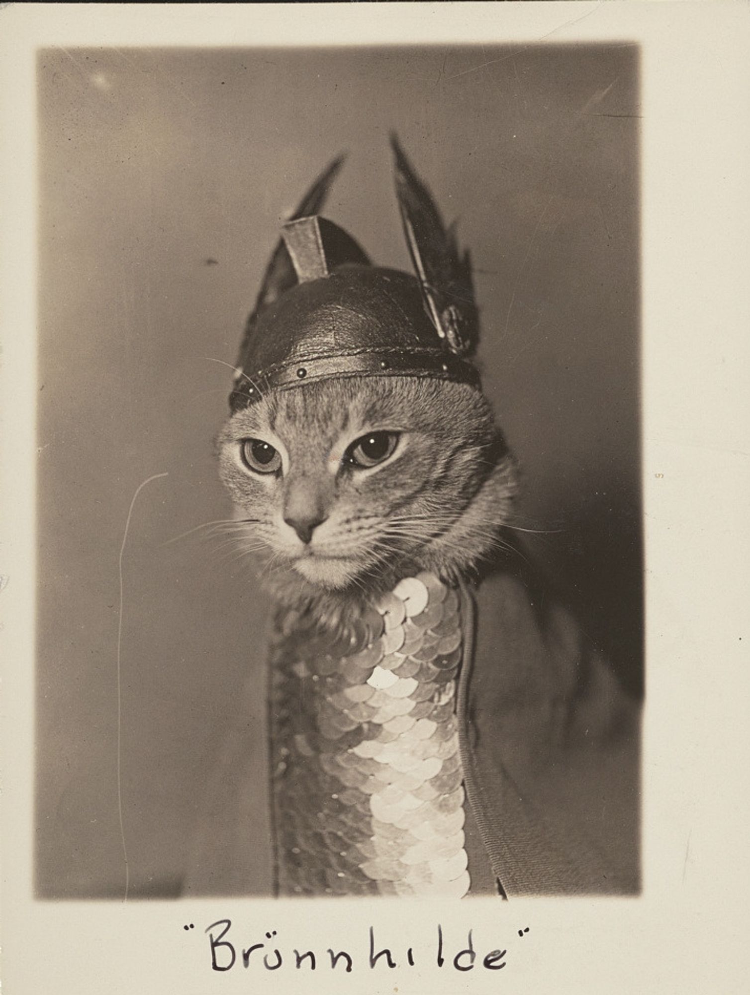 A historic photo of a cat dressed in faux mail, a cape, and a winged helmet