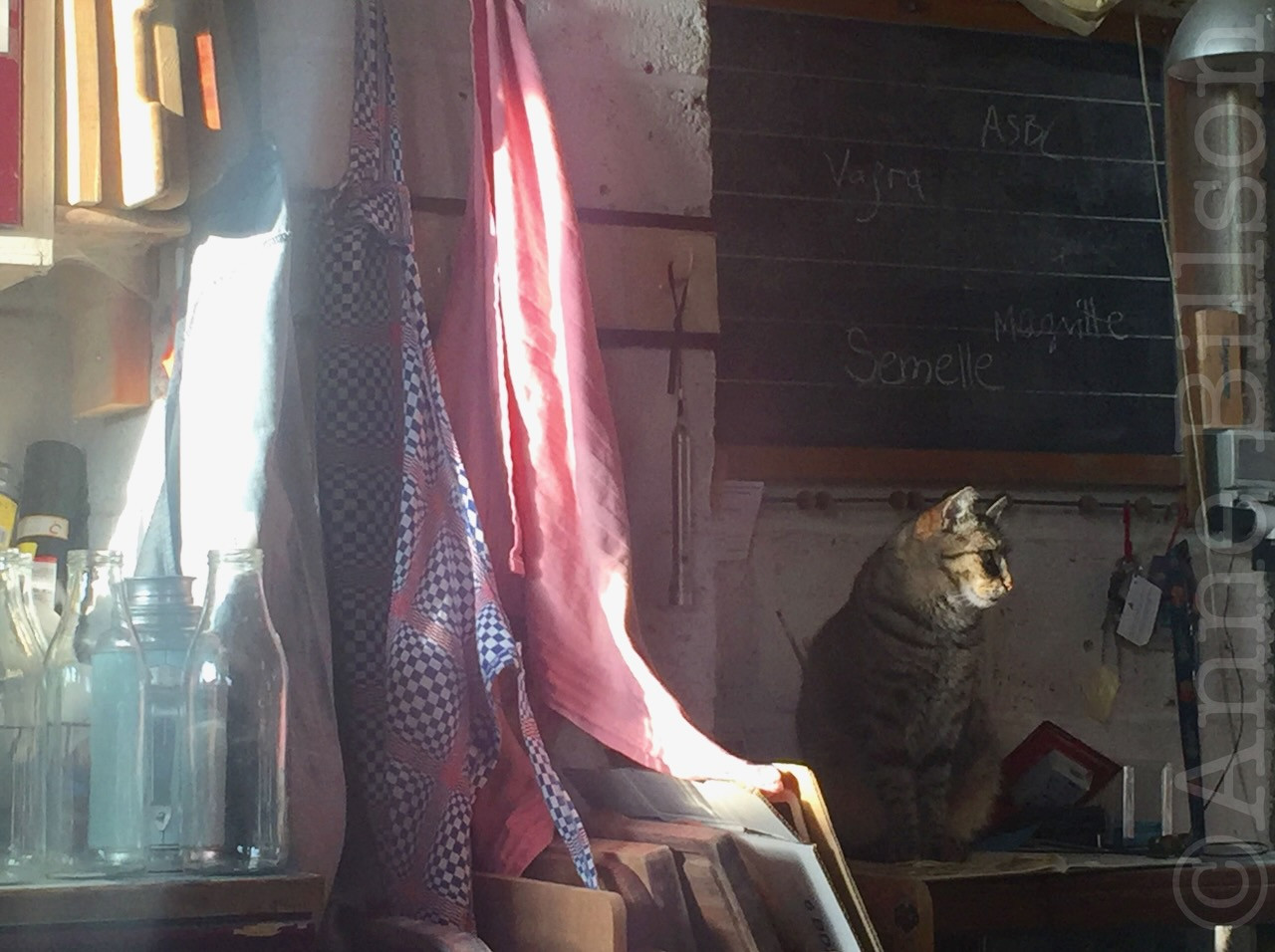 A tabby cat sits in the ahdows of a kitchen, beneath a chalkboard and the right of dishtowels and bottles lit up by a shaft of sunlight.
