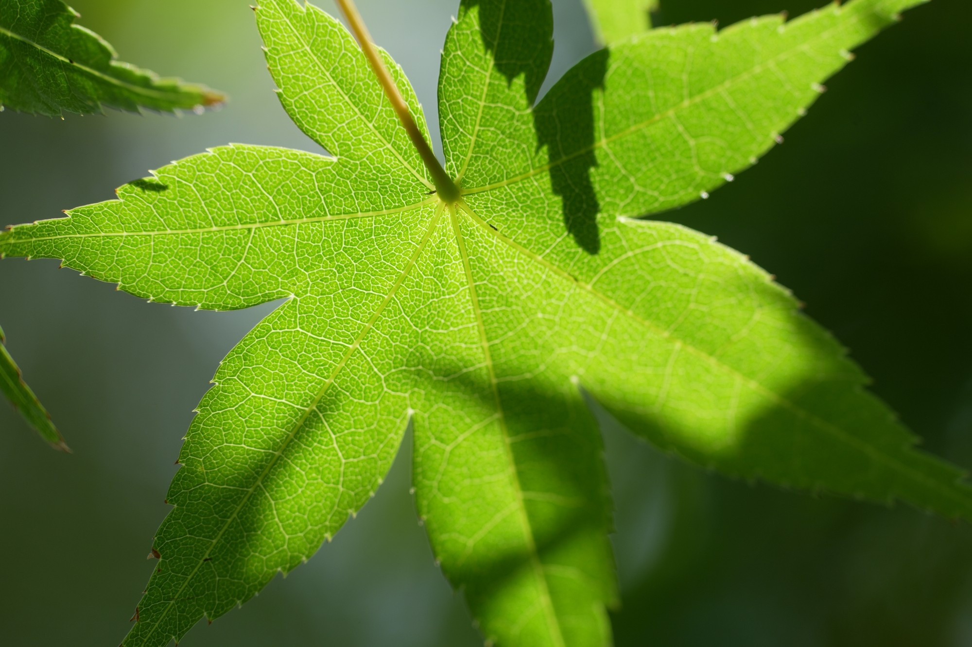 Green maple leaves in sunlight