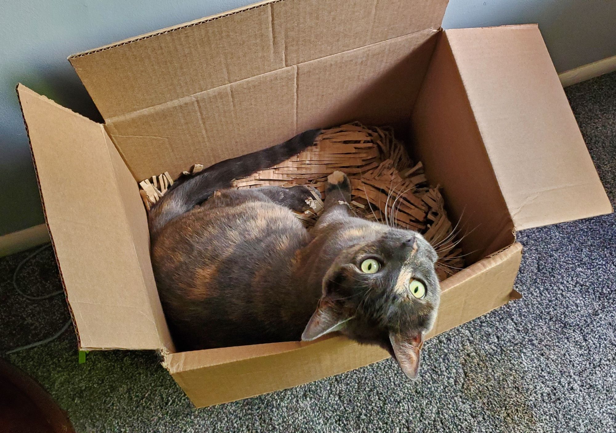 a dilute tortoiseshell cat, seen from almost directly above, cranes her head upward to regard the camera. she sits in a cardboard box lined with shredded cardboard.