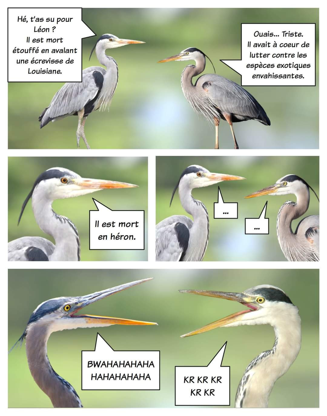 Deux hérons discutent : "T'as su pour Léon ? il est mort étouffé en bouffant une écrevisse de Louisiane. - Oui, triste. Il avait à coeur de lutter contre les espèces invasives. - Il est mort en héron. - [temps de silence] - les deux hérons explosent de rire en choeur "BWAAAHAHAHA KRKRKRKR"