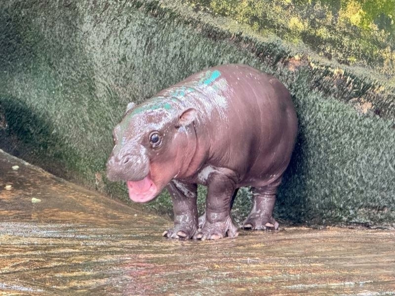 A photo of a baby pygmy hippo from Thailand named moo deng his mouth is open and his eyes are wide he is adorable