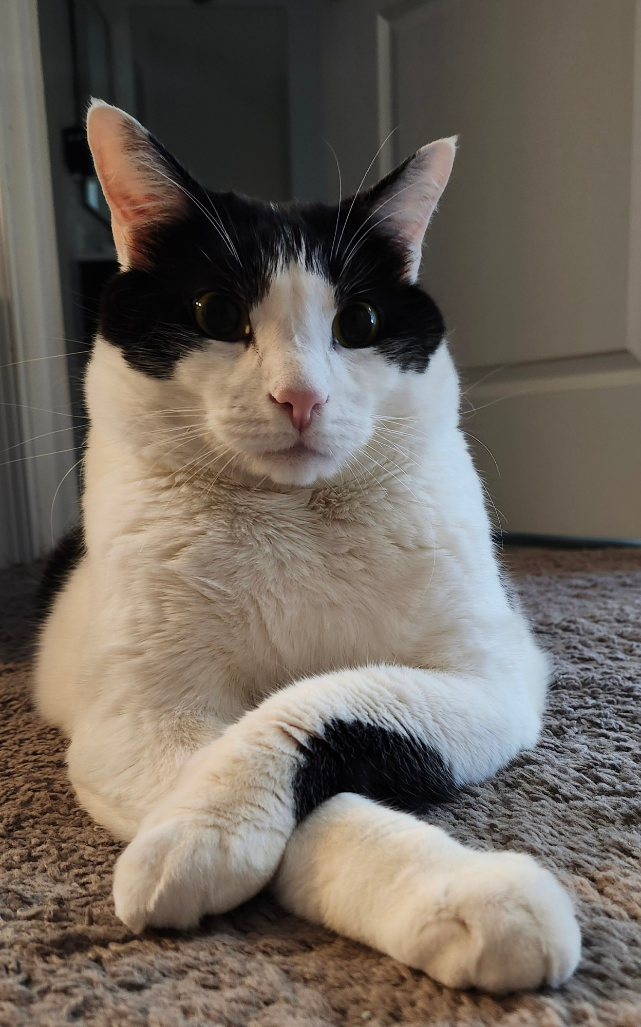 My gorgeous cat Lucas the famous tuxedo cat of bluesky he is laying flat on his belly with both ears pointed high up at attention October 2024 