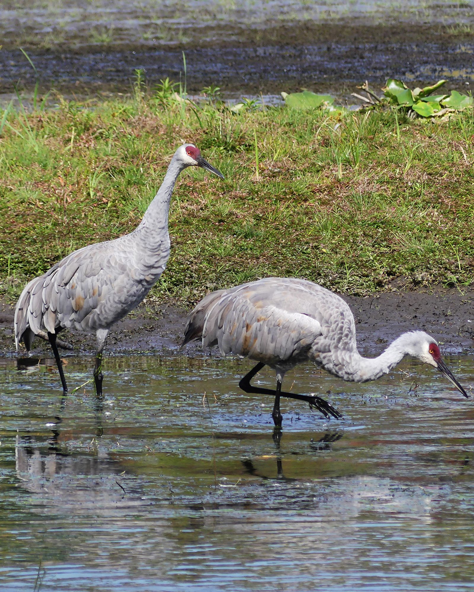 A pair of adult Sandhill Cranes foraging in shallow water near a small grassy islands, with one leaning forward to peer in front of itself and lifting one foot up out of the water, and the other standing more erect behind its mate. They're tall grey birds with long necks, black legs and beaks, yellow eyes and red heart-shaped "masks" over their eyes and the front of their faces.