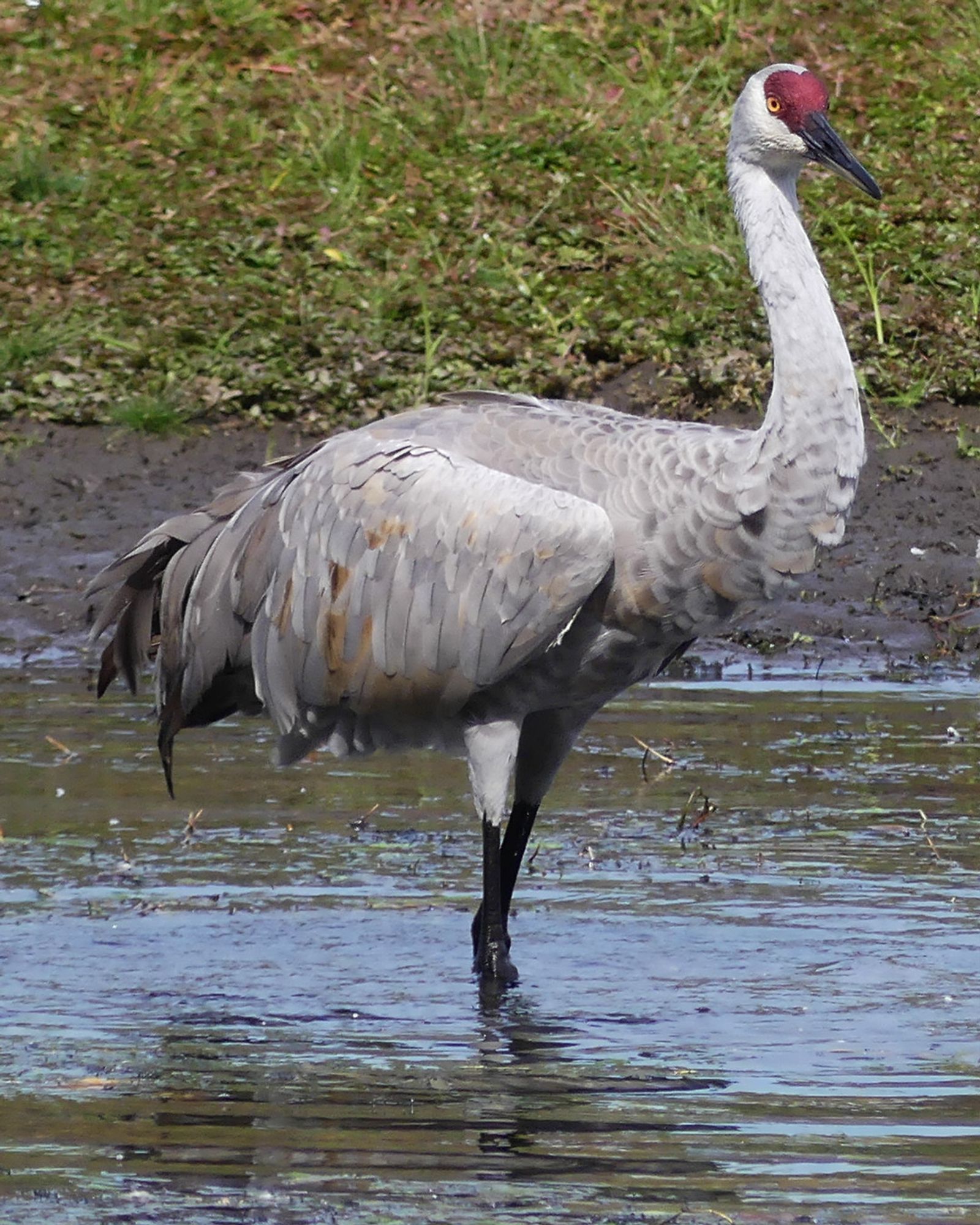 One of the cranes stands erect in the shallow water, which doesn't quite reach its knees; its head is turned a little towards the viewer.