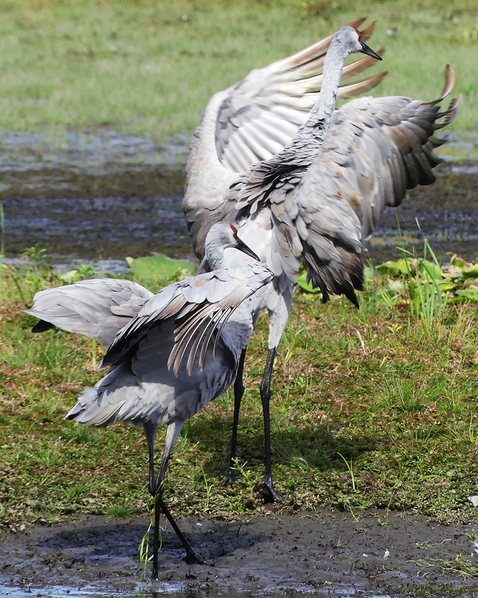 The two cranes in the process of stepping up onto the grassy island, wings partly spread to dry. The crane in front stands as tall as it can and flaps its wings forward, while the one behind is still ankle-deep in water and soft mud and has its wings held up half-unfolded. They are facing away from the viewer at an angle.