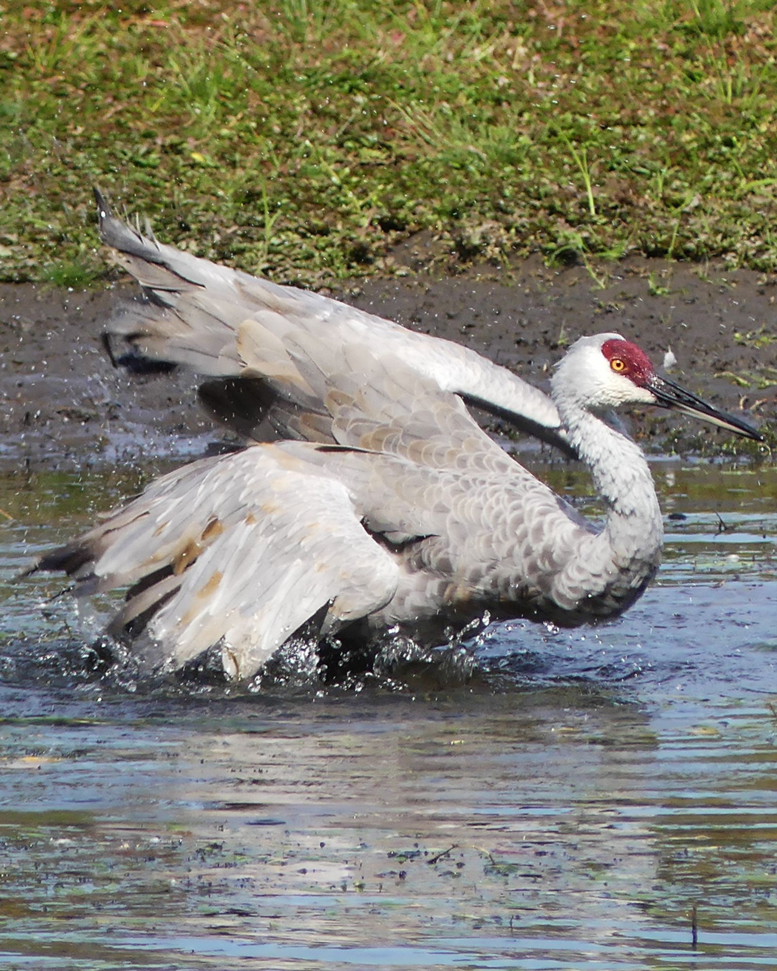 One of the cranes kneeling or crouching in the shallow water so it reaches the bird's chest, flapping its wings a little and splashing.