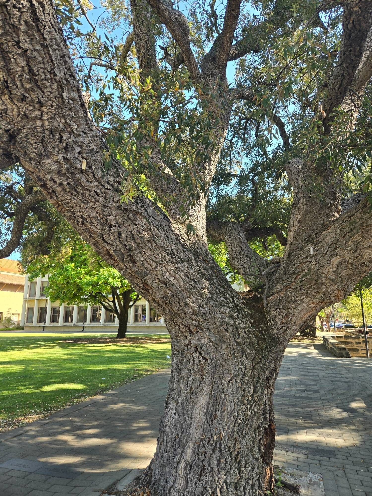 An oak tree near a building