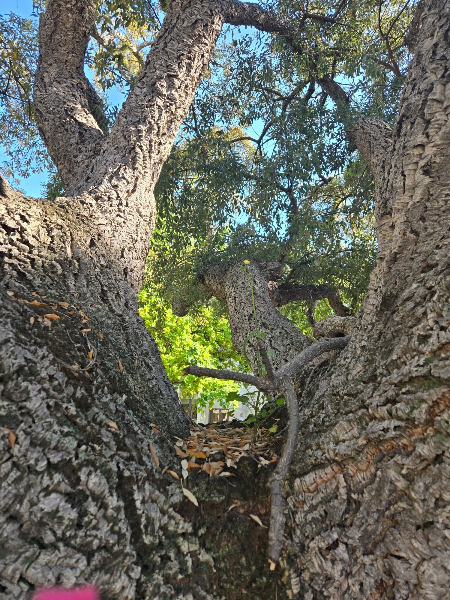 A closeup of the same oak tree near a building featuring a dandelion growing from the space where all the branches join