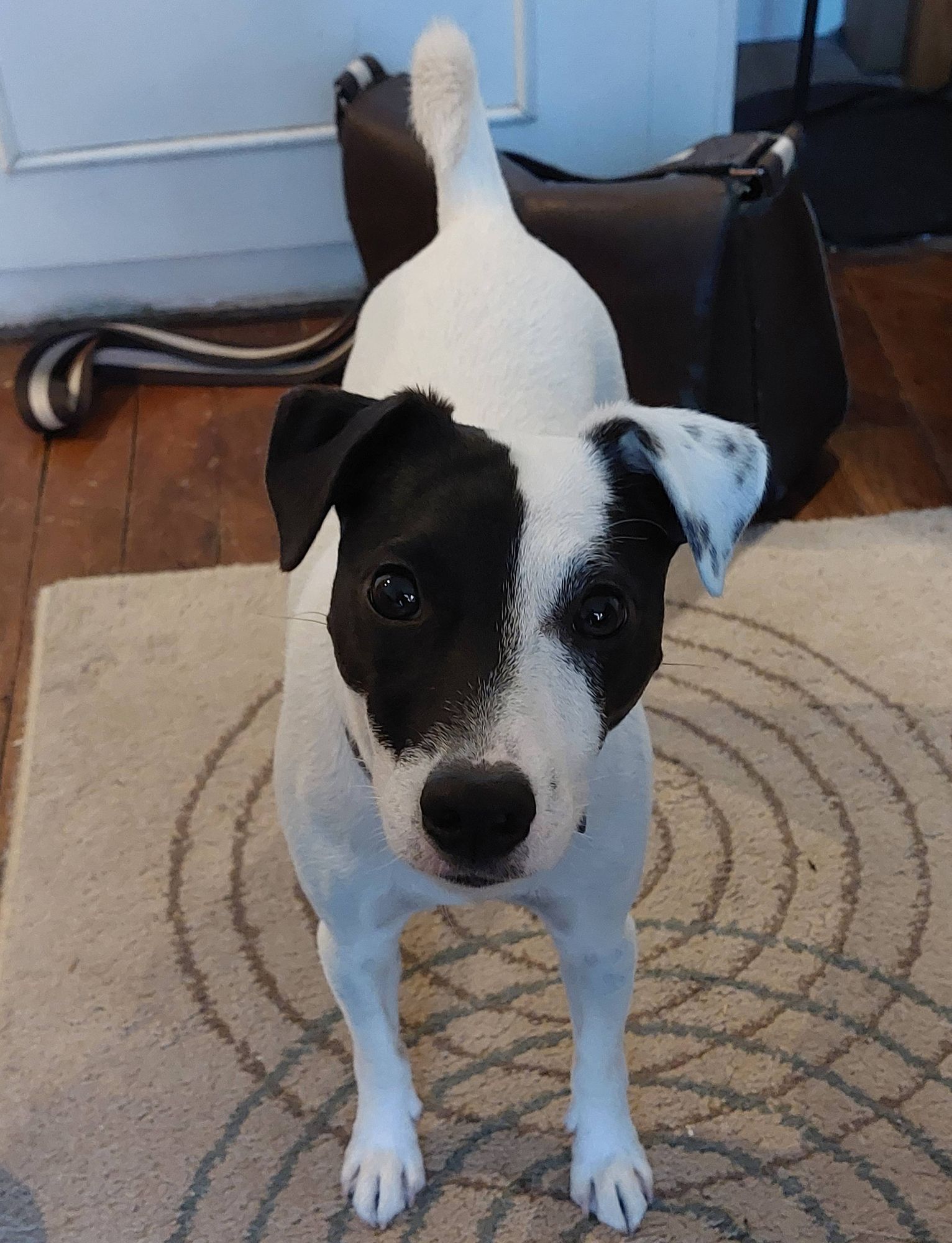 Tybalt, my lovely Jack Russell, on his second birthday.