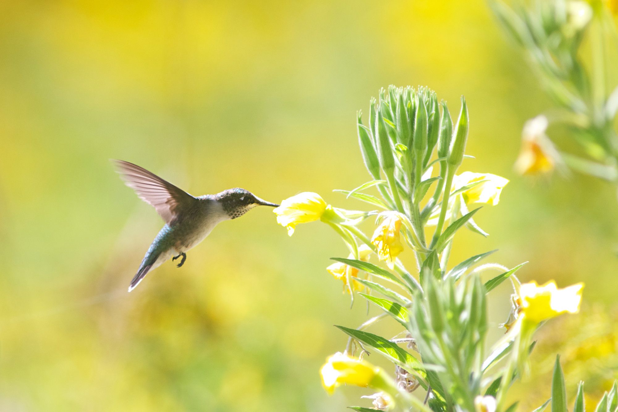 A female ruby-throated hummingbird sips nectar from a yellow evening primrose blossom in September, shortly before she'll fly south and across the Atlantic for the winter.