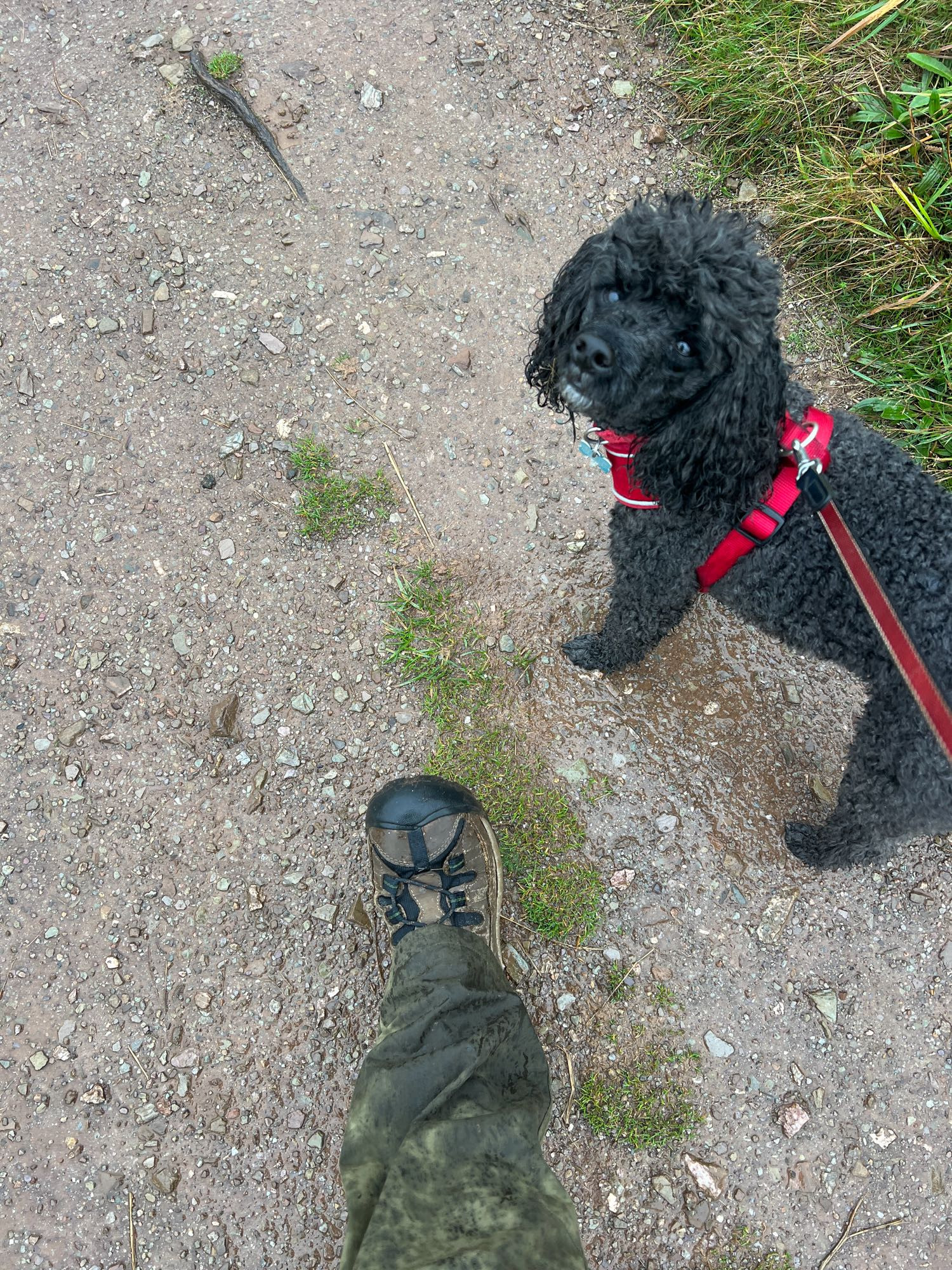 Wet waterproof trouser leg & boot - & soggy poodle 